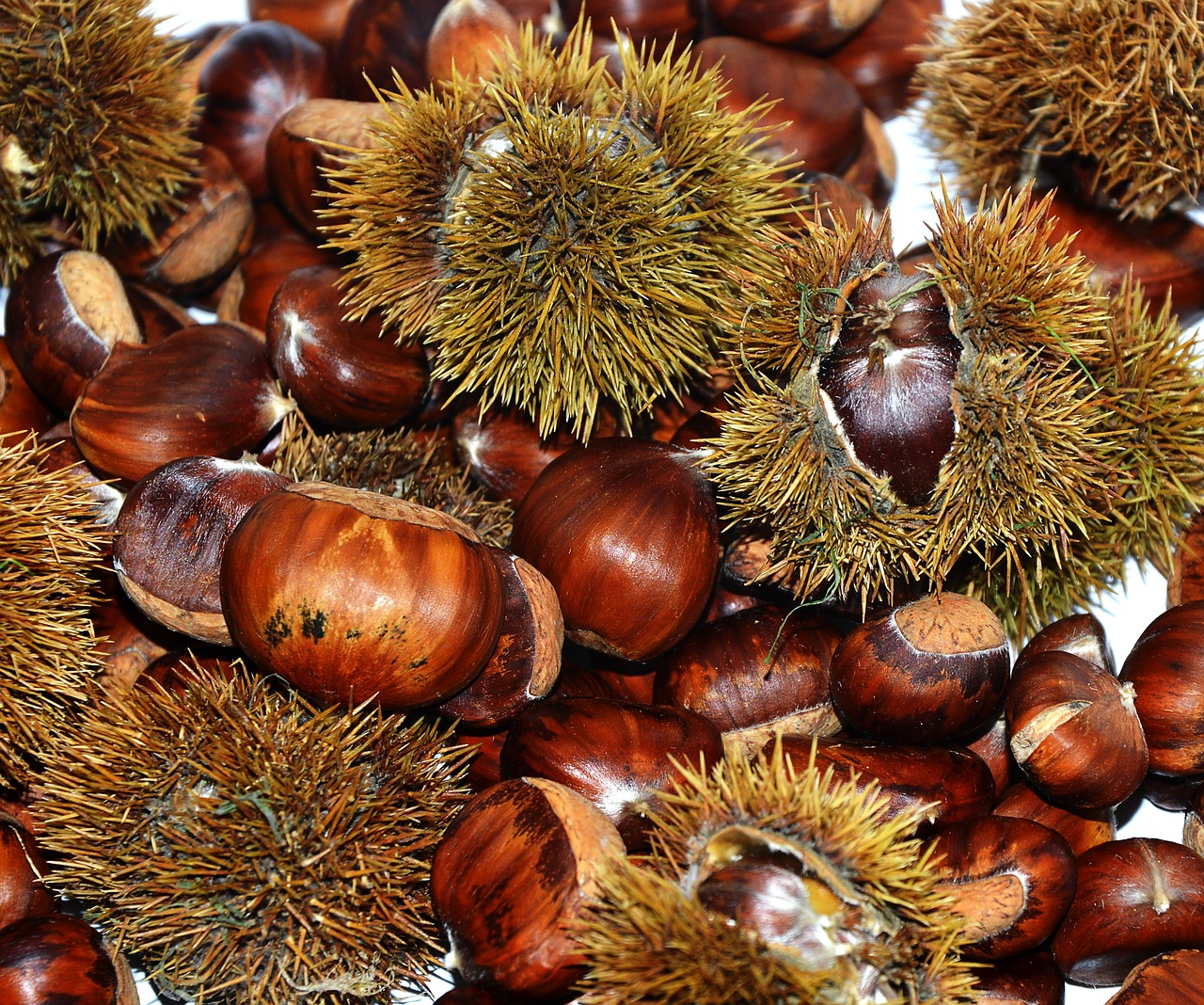 chestnuts sweet chestnuts prickly free photo