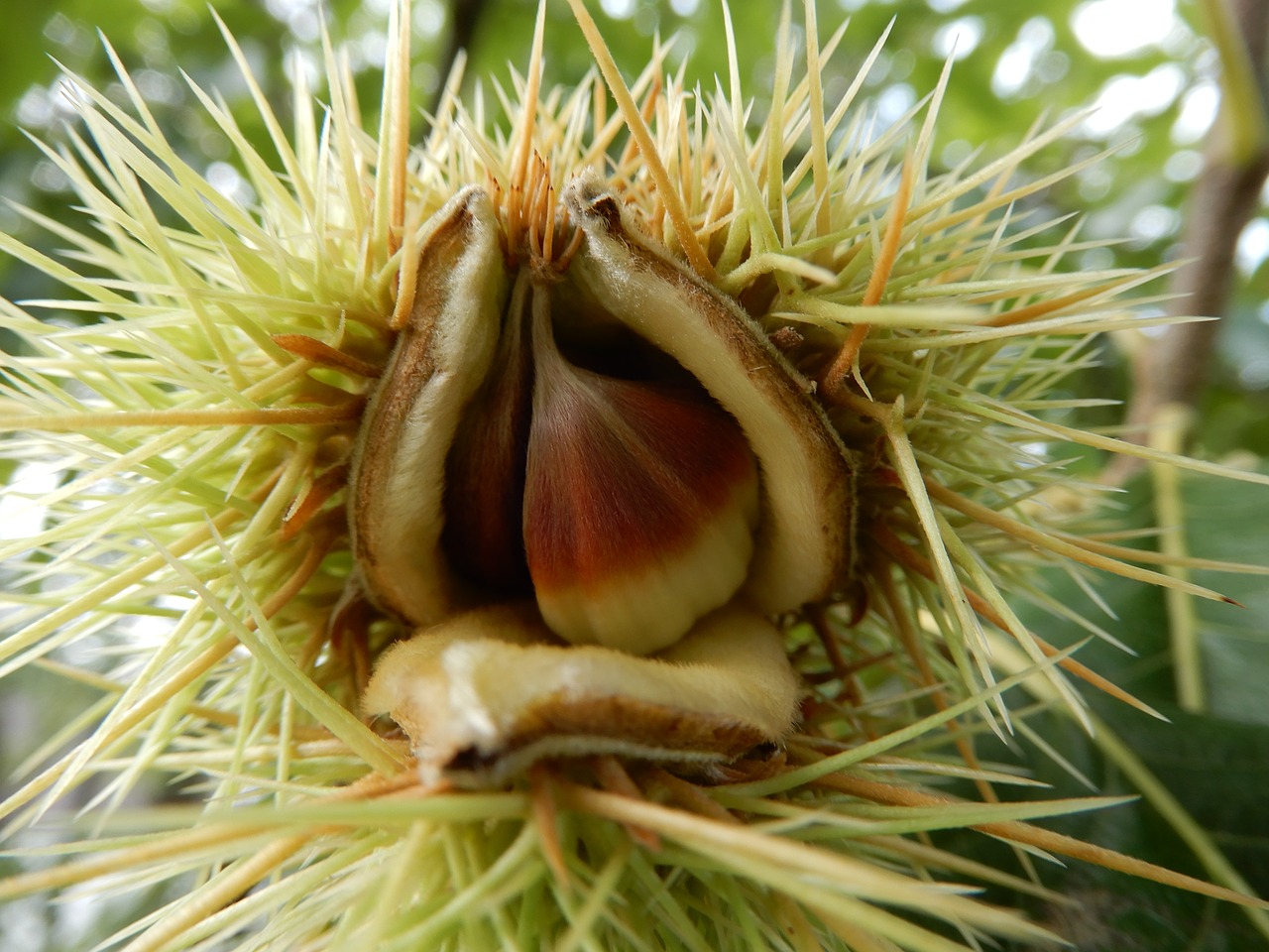 chestnuts chestnut free pictures free photo