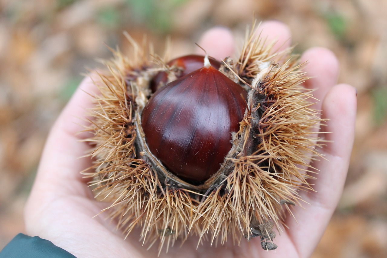 chestnuts curly autumn free photo