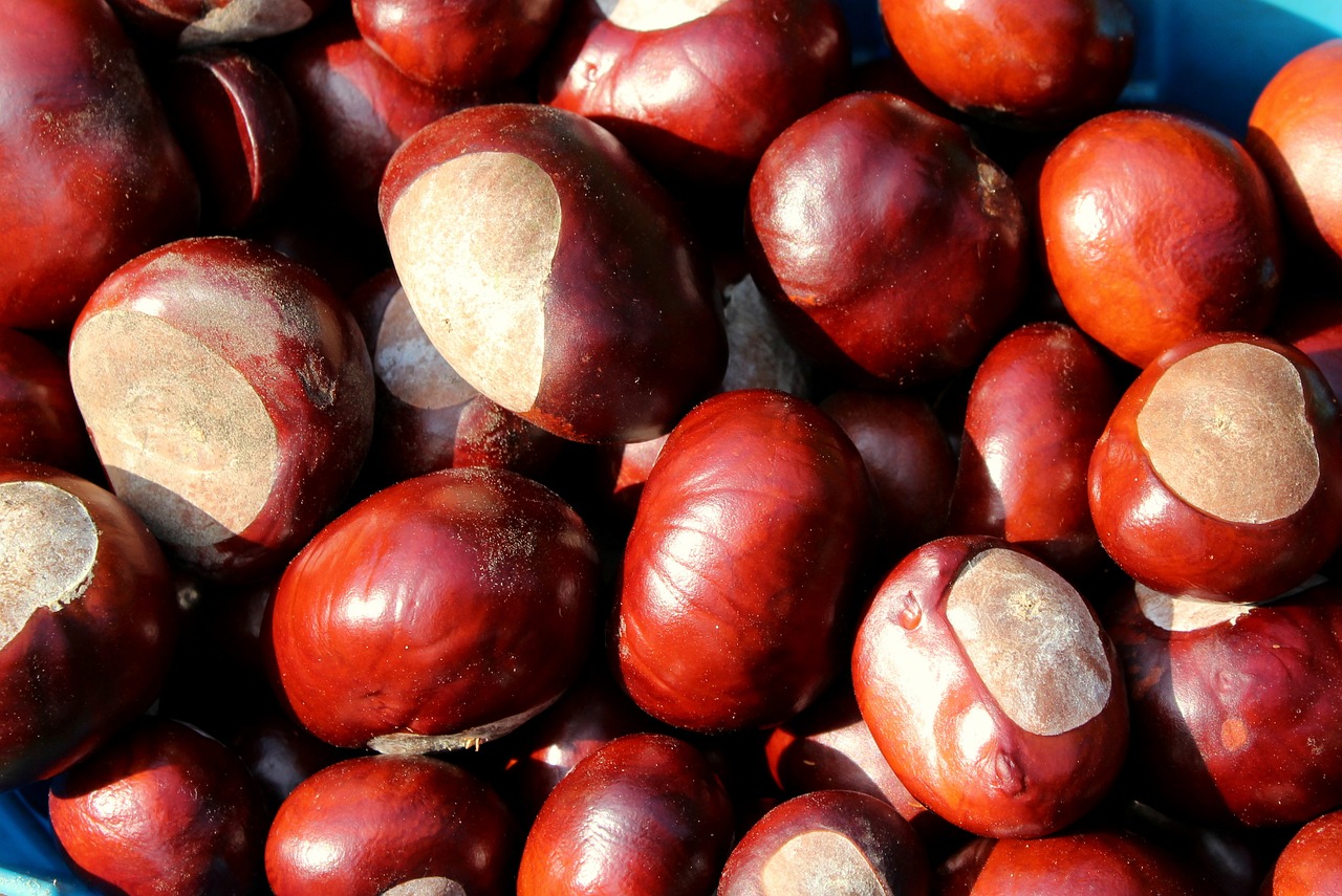 chestnuts  autumn  september free photo