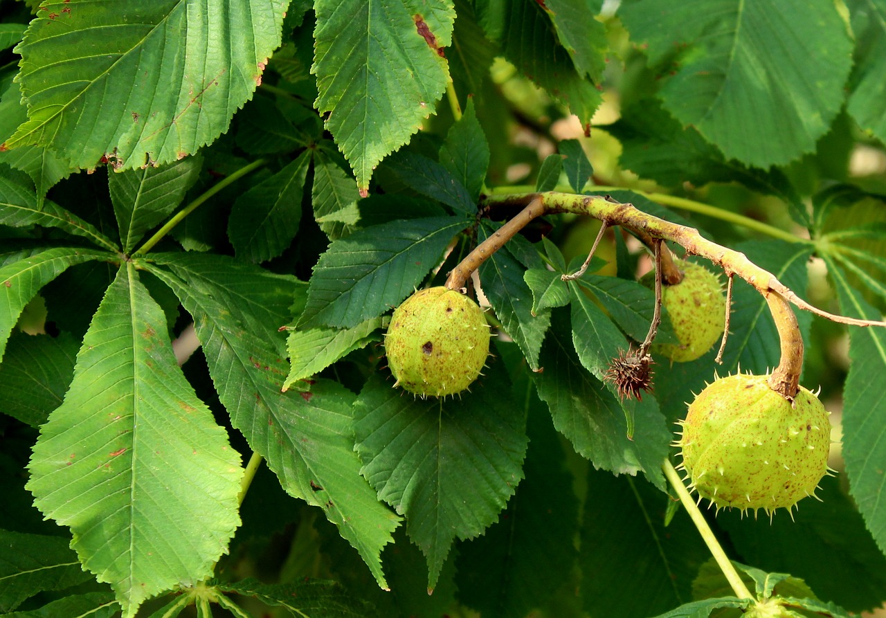 chestnuts  horse chestnut  tree free photo