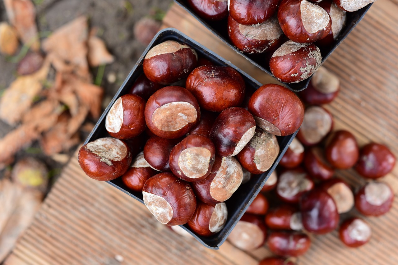 chestnuts  autumn  chestnut free photo
