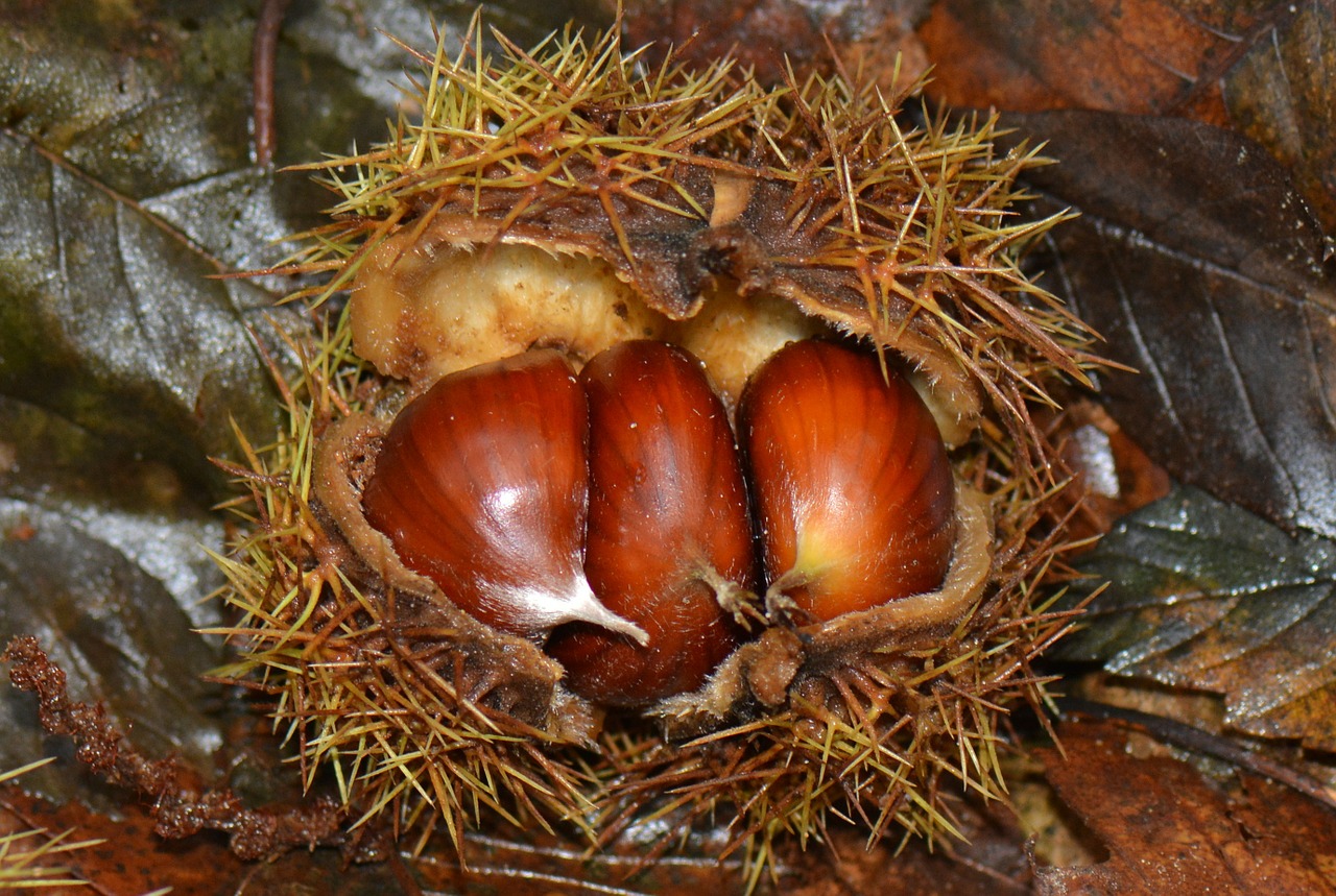 chestnuts nature autumn free photo