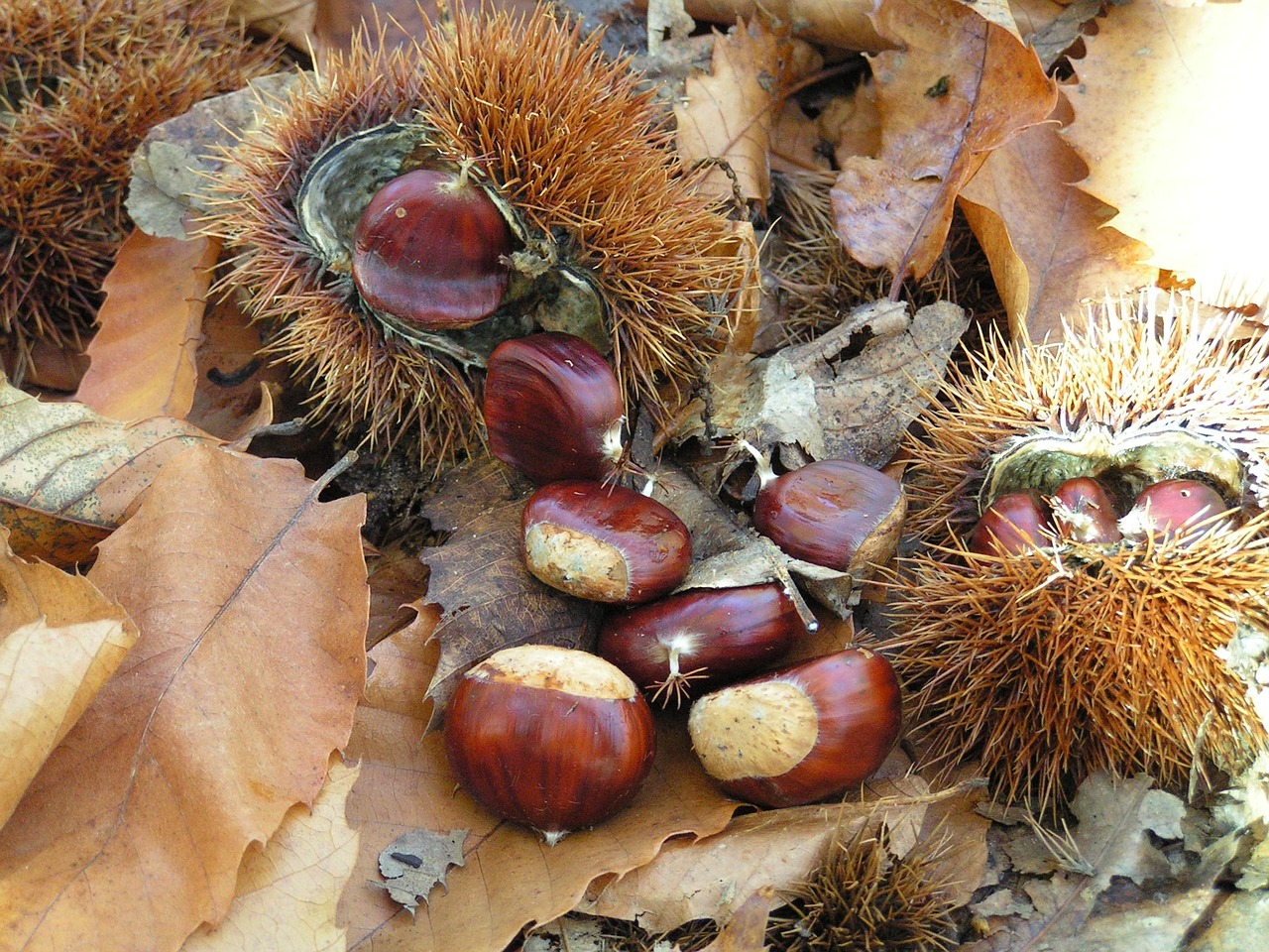 chestnuts curly autumn free photo