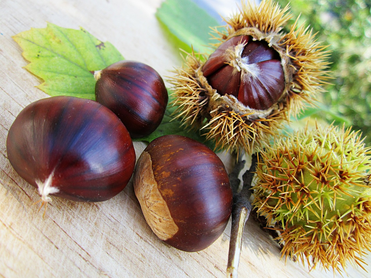 chestnuts nut food free photo