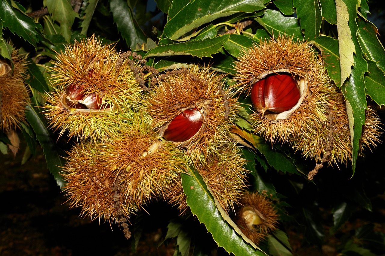 chestnuts hedgehogs nature free photo