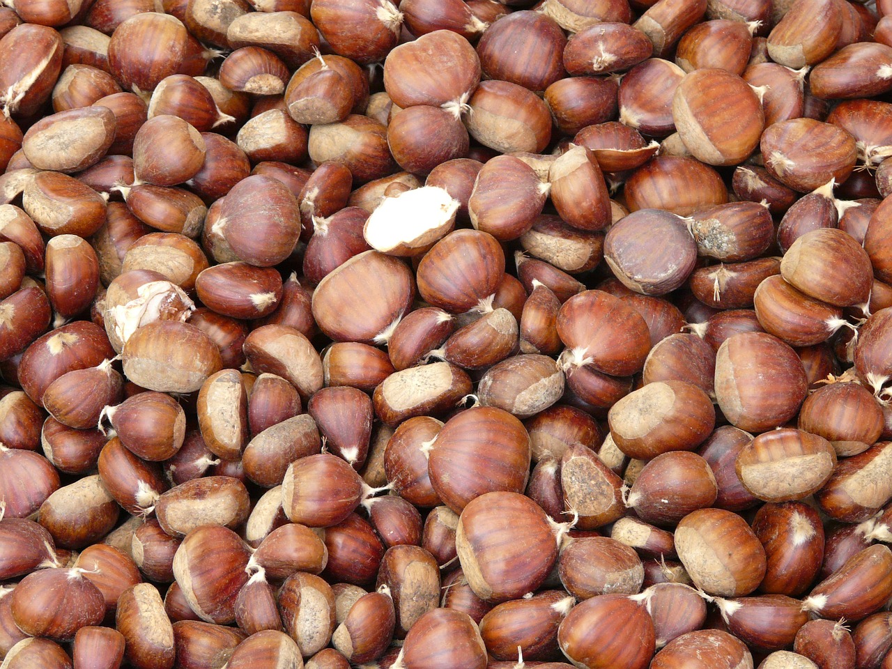 chestnuts chestnut castanea sativa free photo