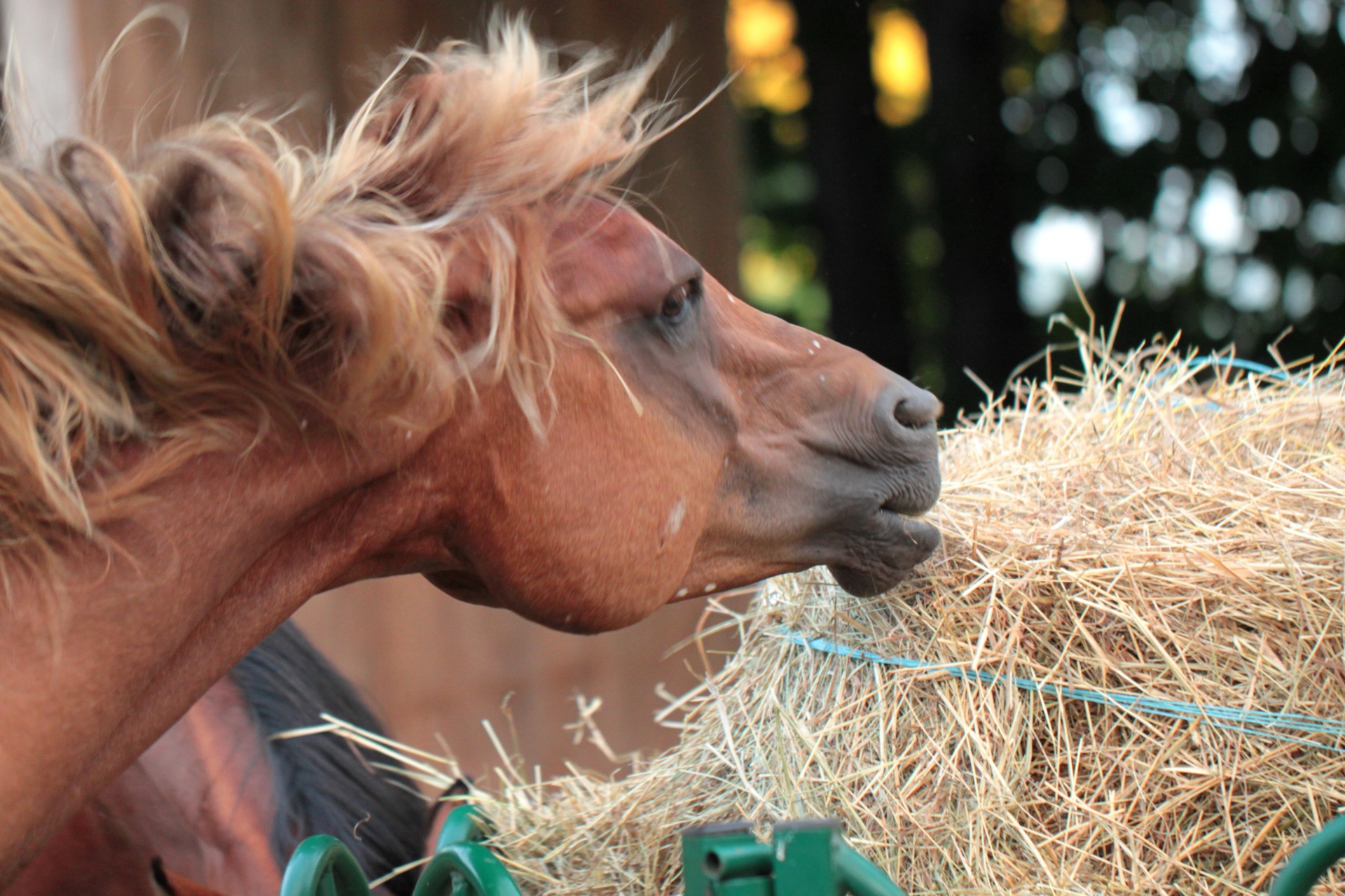 horse mane tousled hair free photo