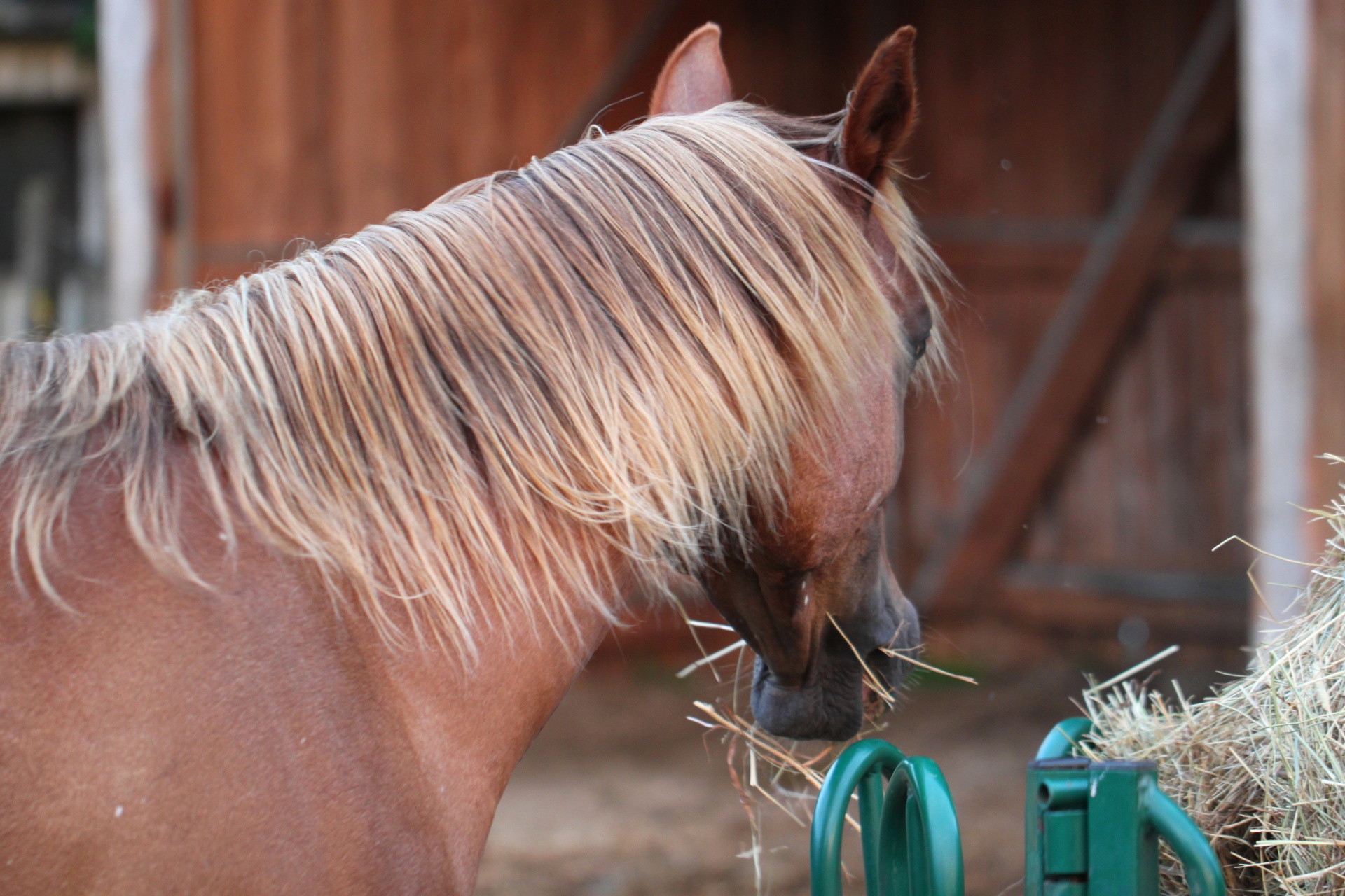 horse mane blond hair free photo