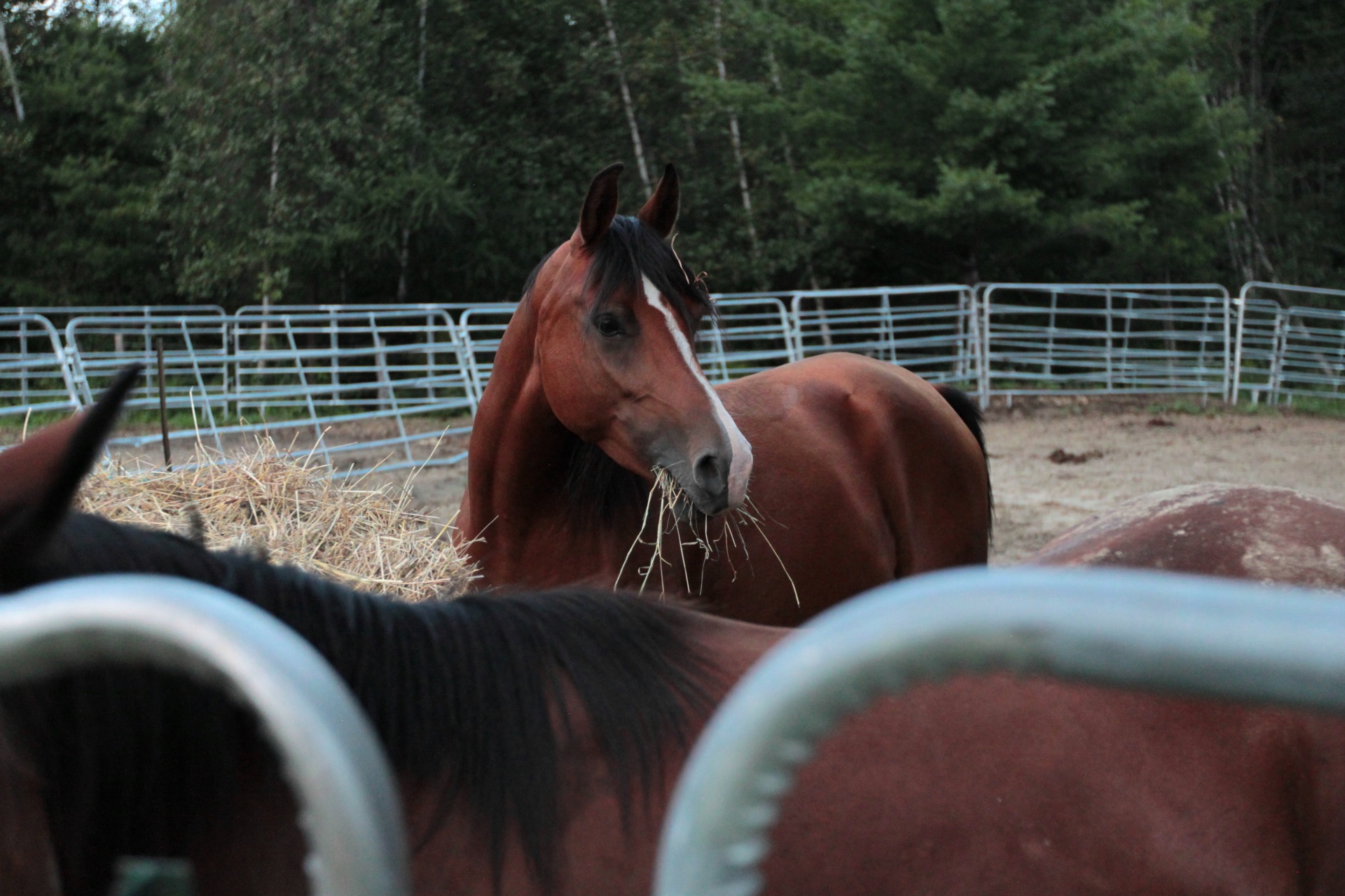 horse mane horse hair free photo