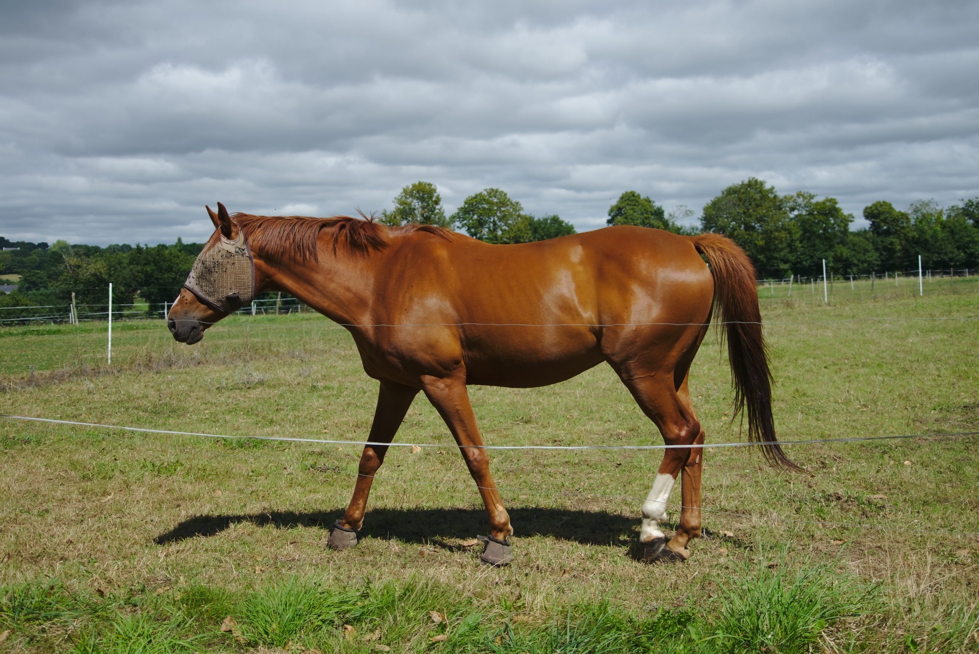 horse meadow stallion free photo