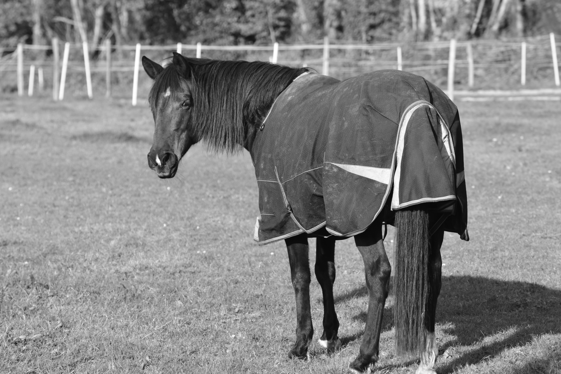 Horse farm animal rural meadow Free Image From Needpix