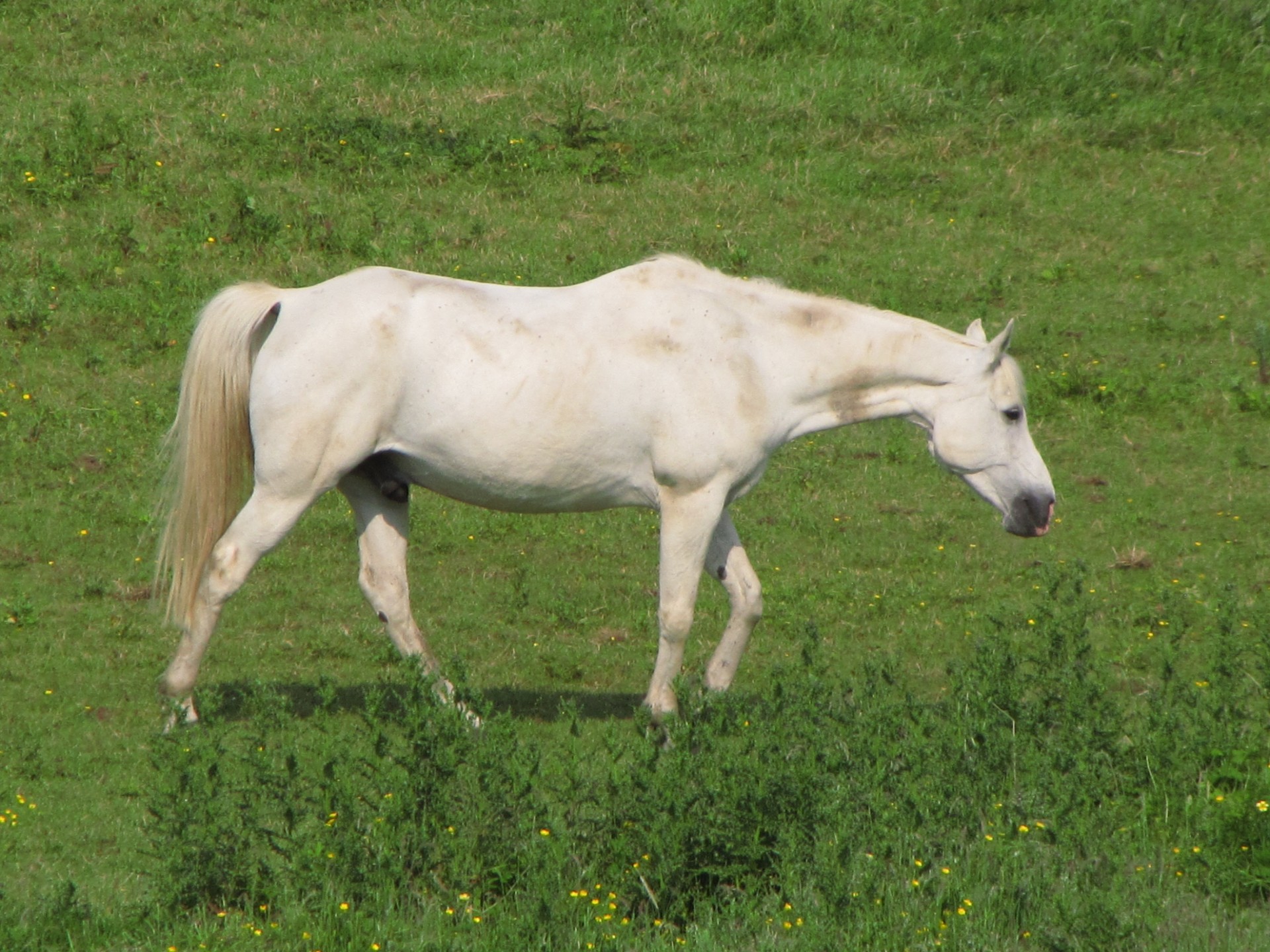 horse white mare free photo