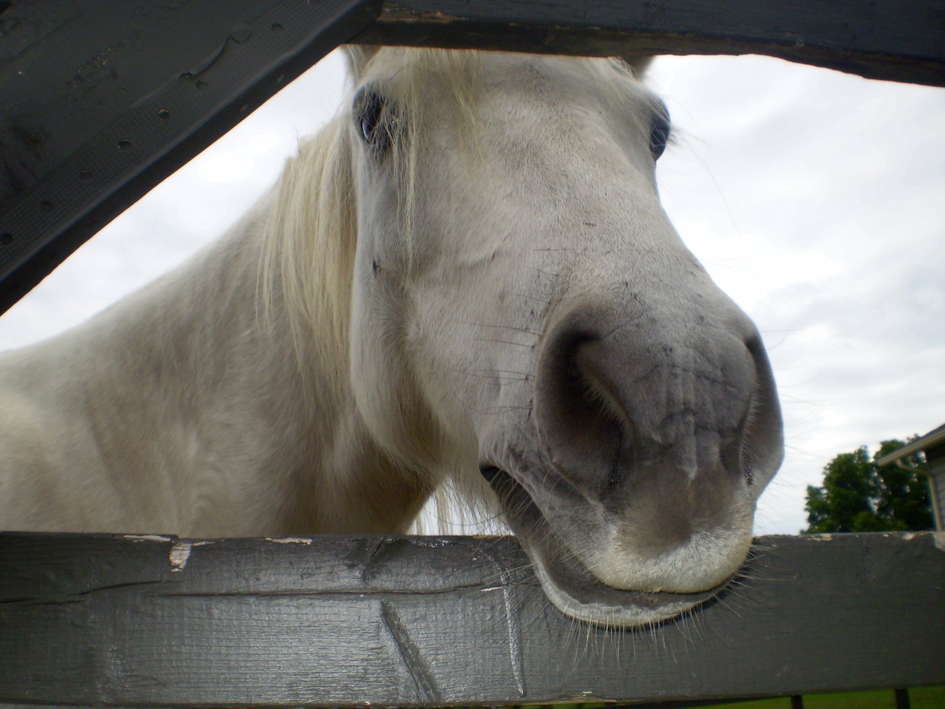 horse horses riding free photo