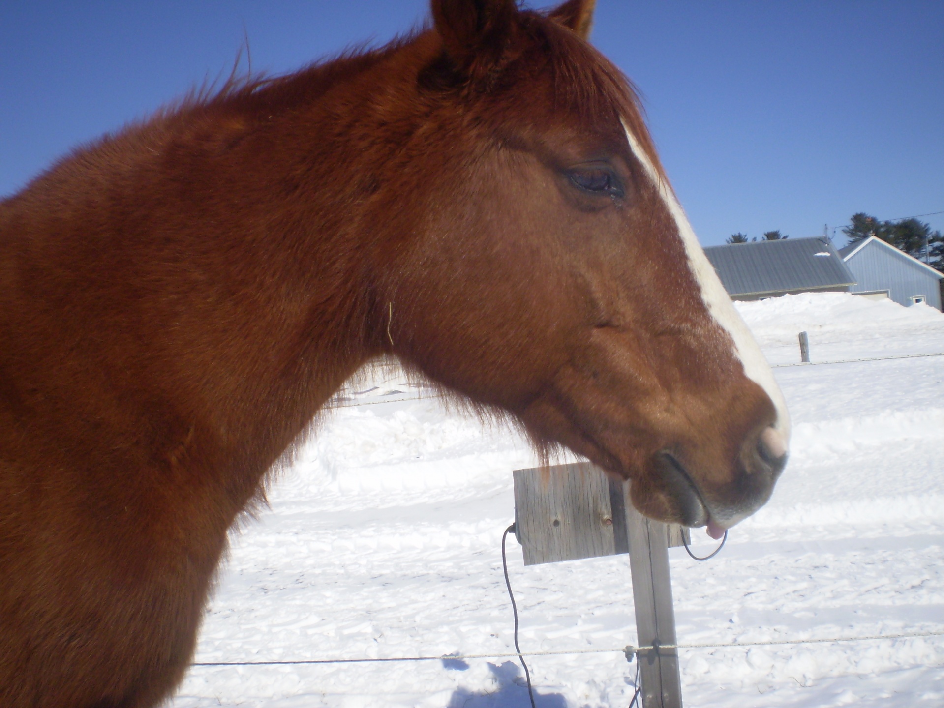 animal animals horse free photo