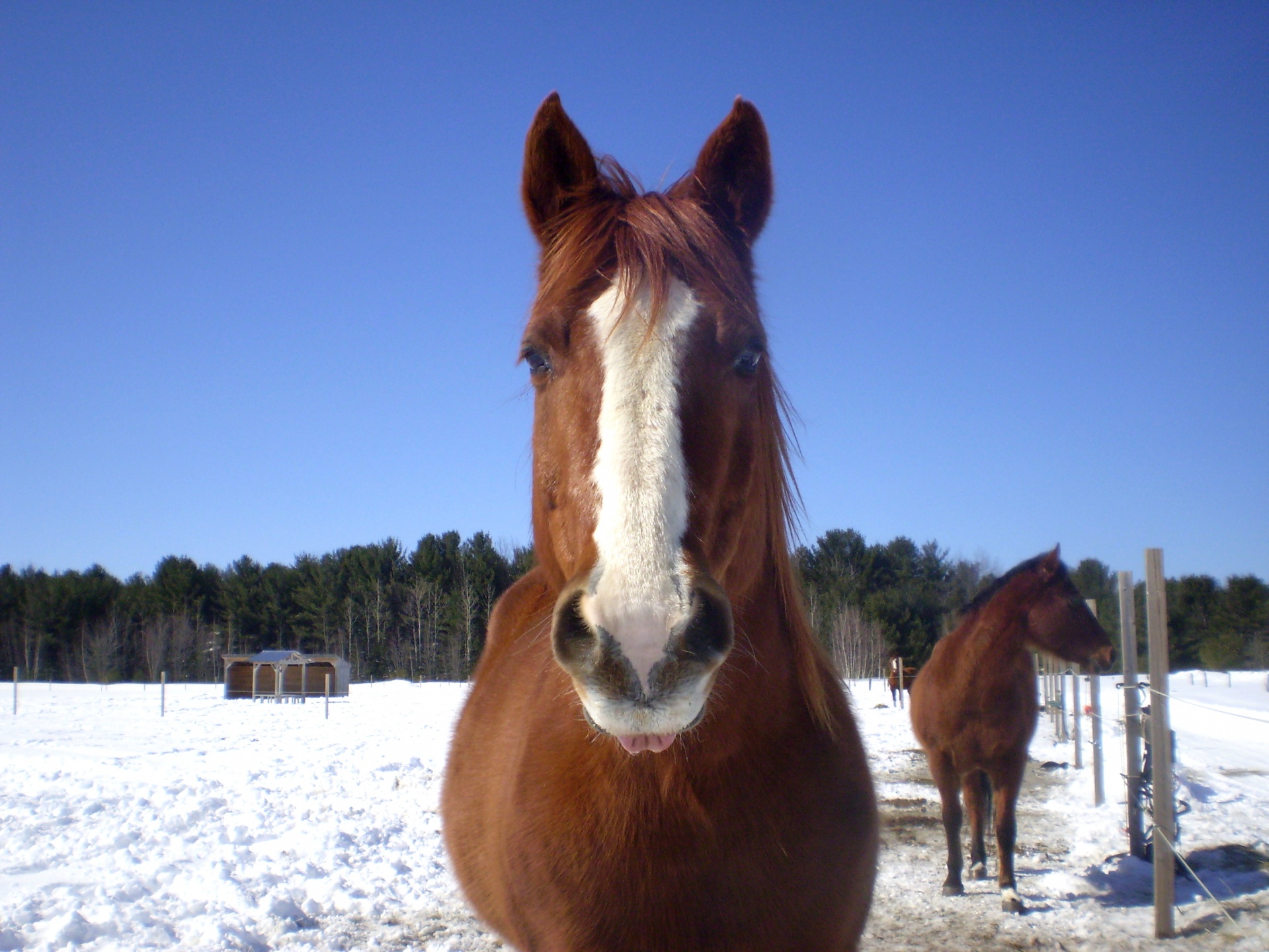 animal animals horse free photo