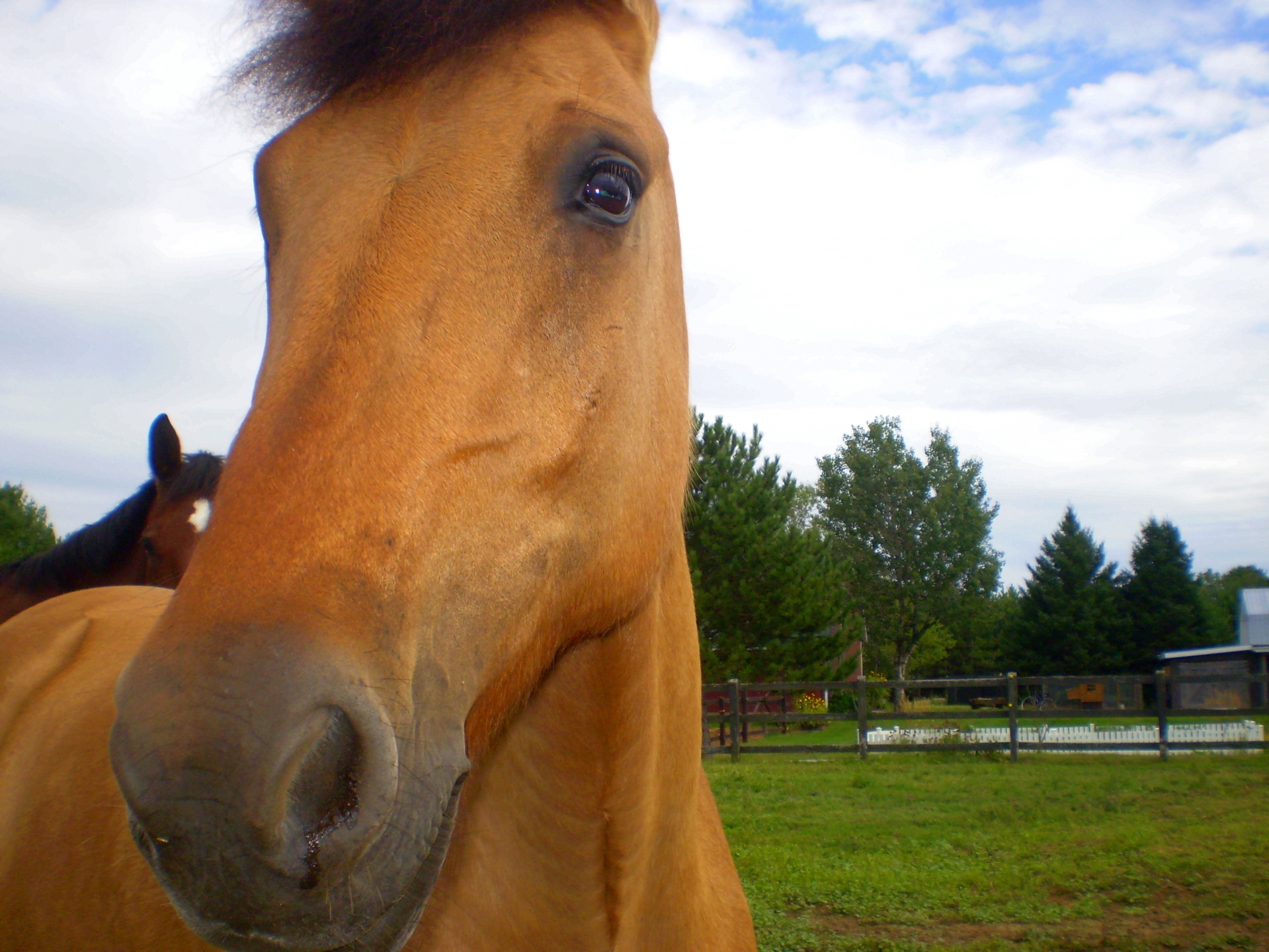 horse horses riding free photo