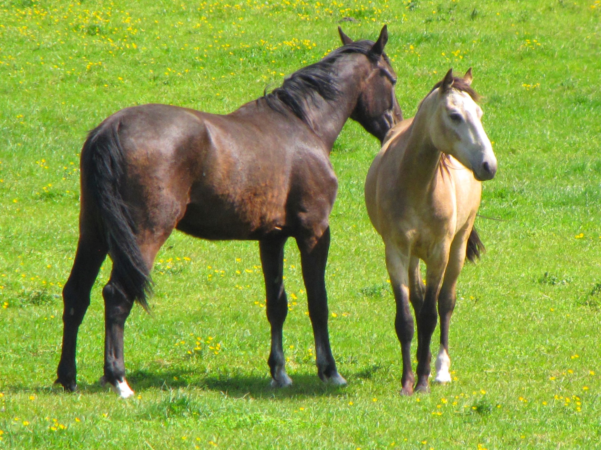 animal horse meadow free photo