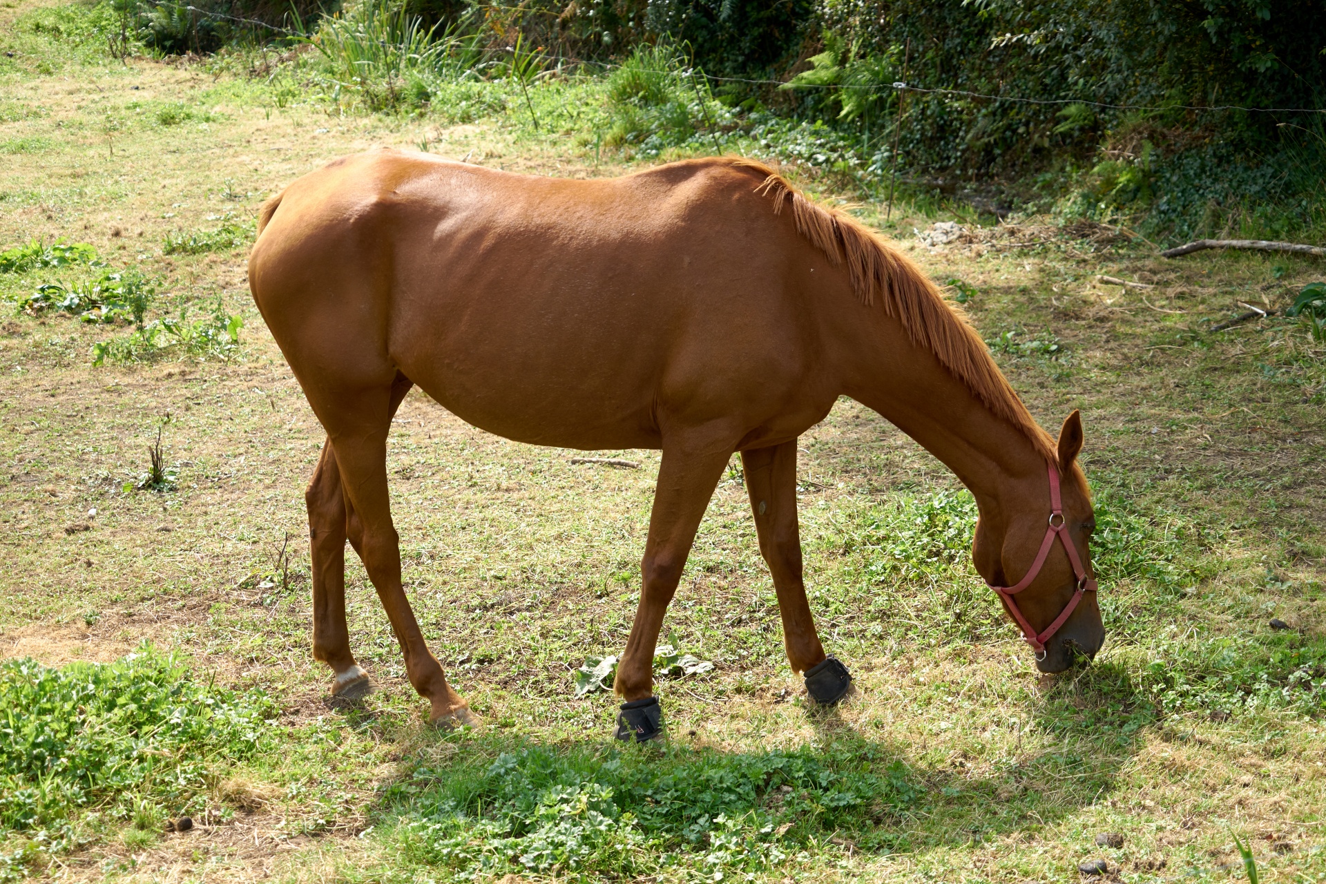 horse equine horsehair free photo