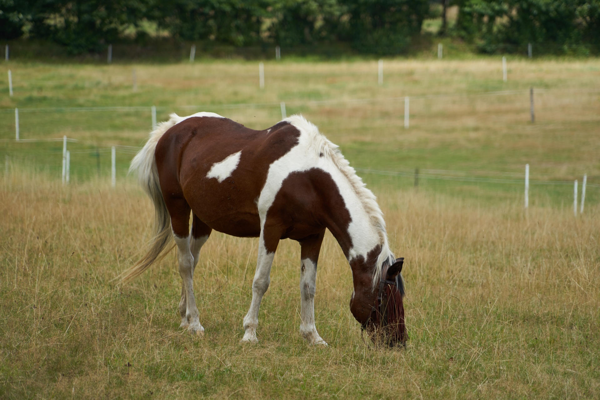 equine horse horseback riding herbivore free photo