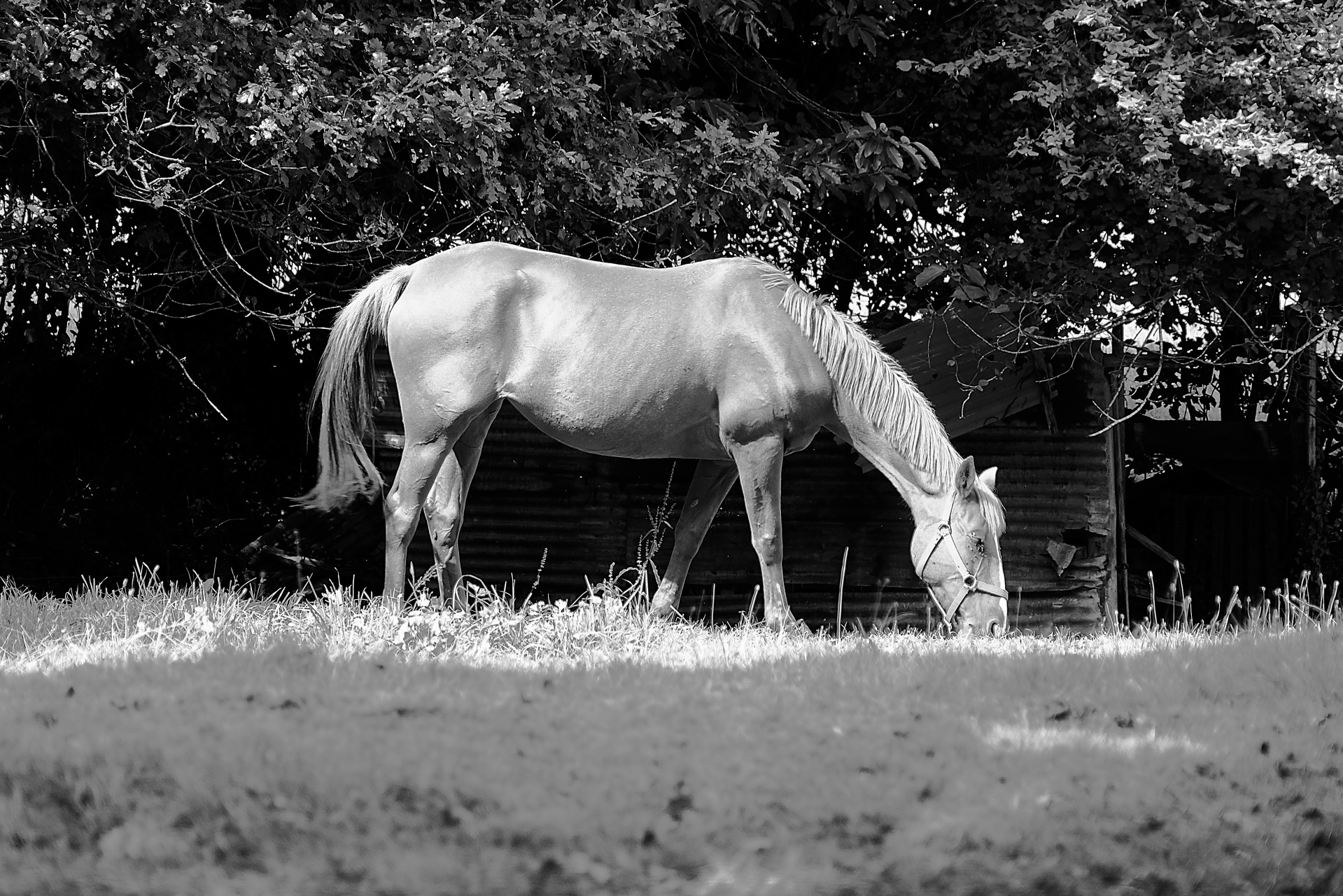 horse riding equine free photo