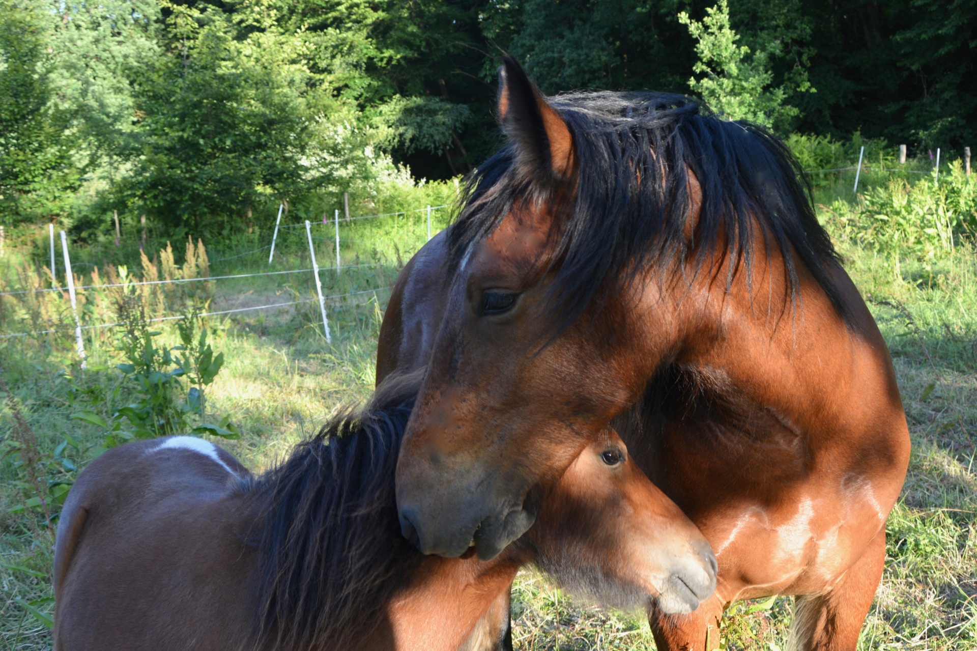 horse pony equestrian free photo