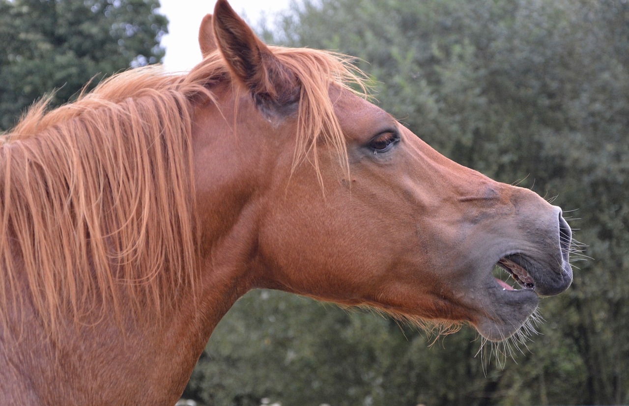 cheval hennit the horse whinny profile free photo