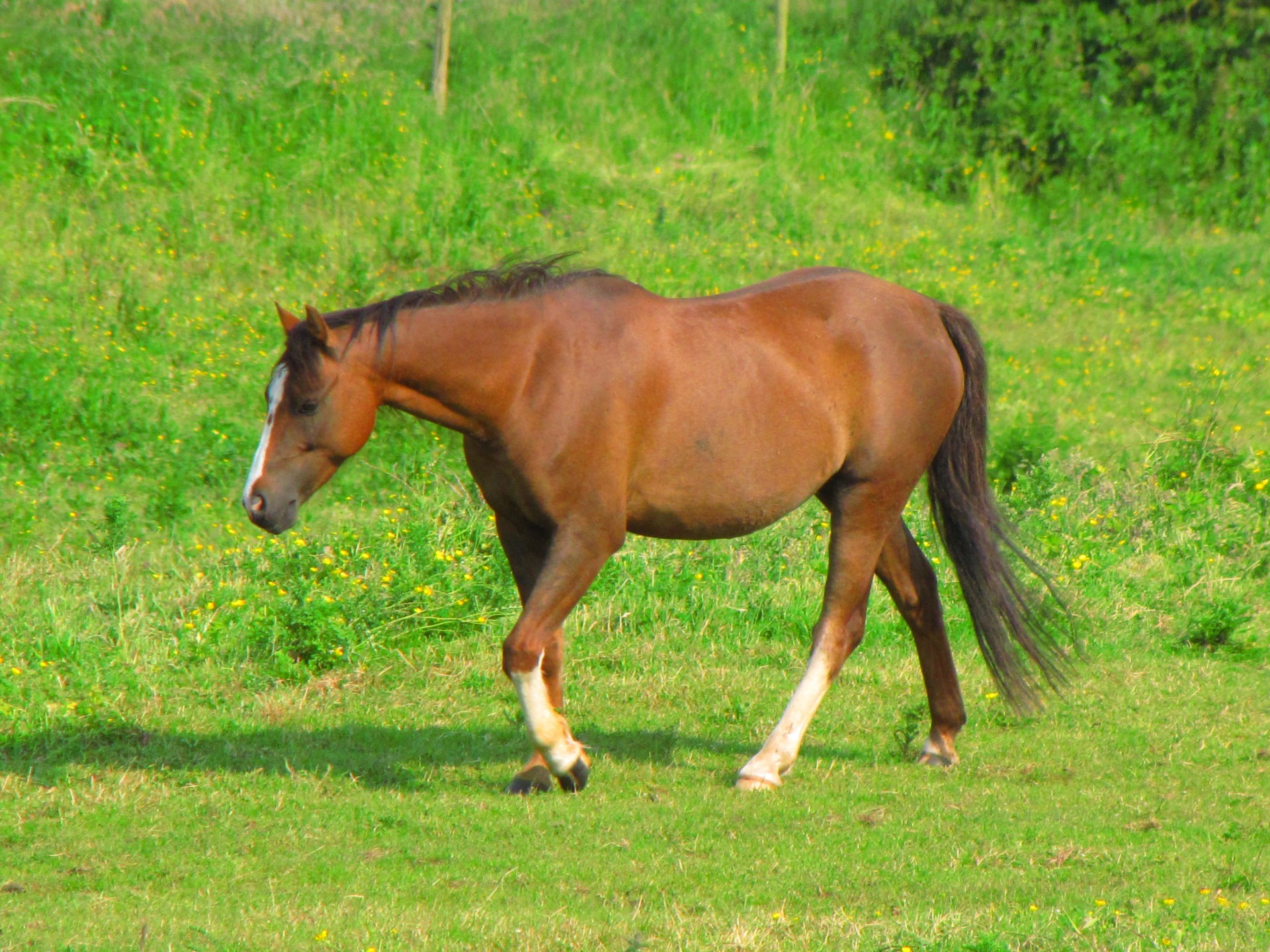 animal horse meadow free photo