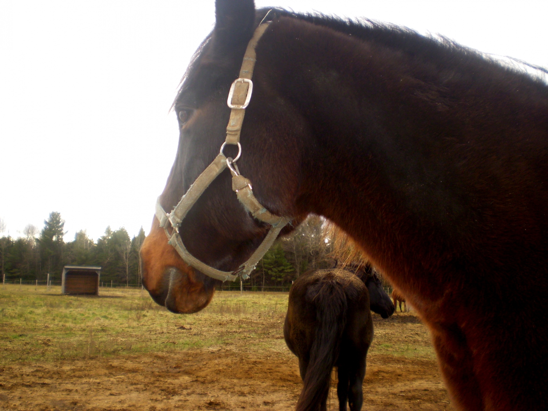 horse horses horse riding free photo