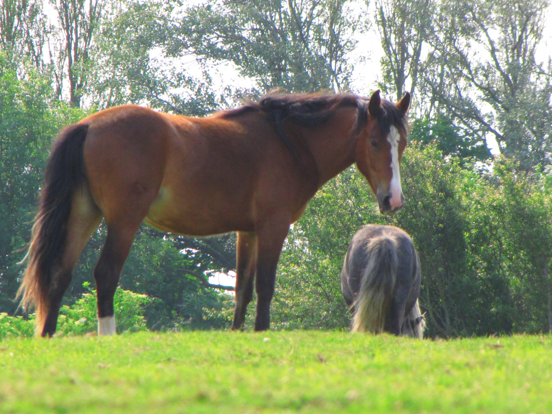 animal horse meadow free photo