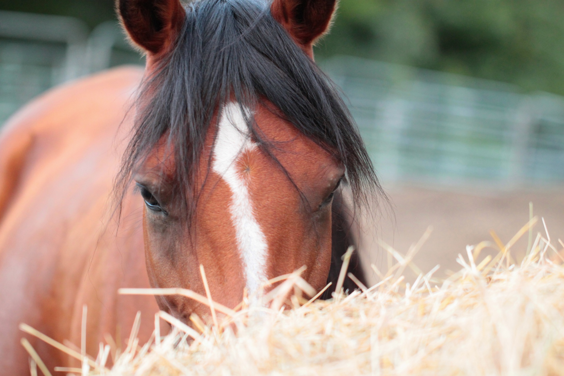 horse mane hay free photo