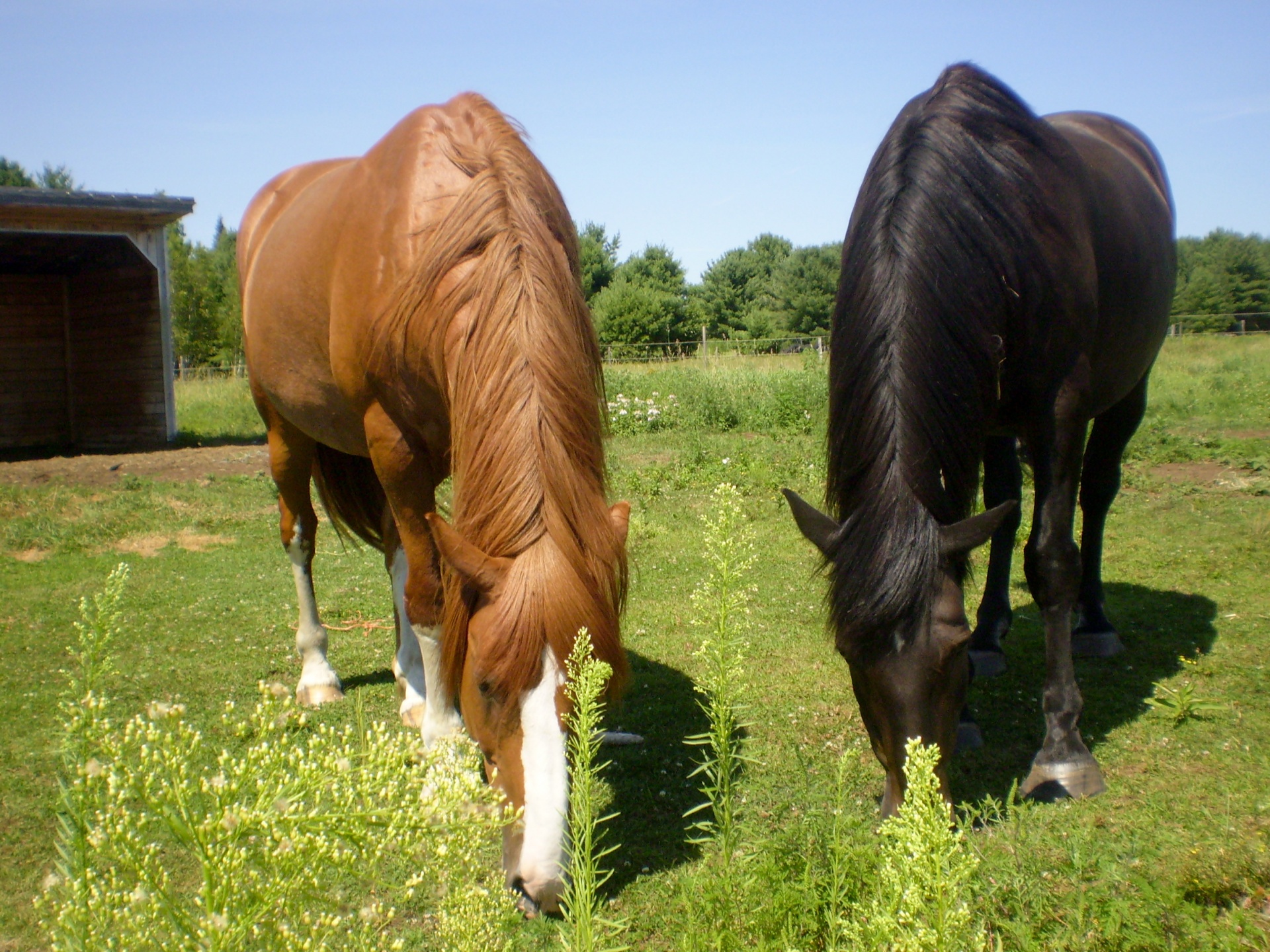 horse horses two free photo