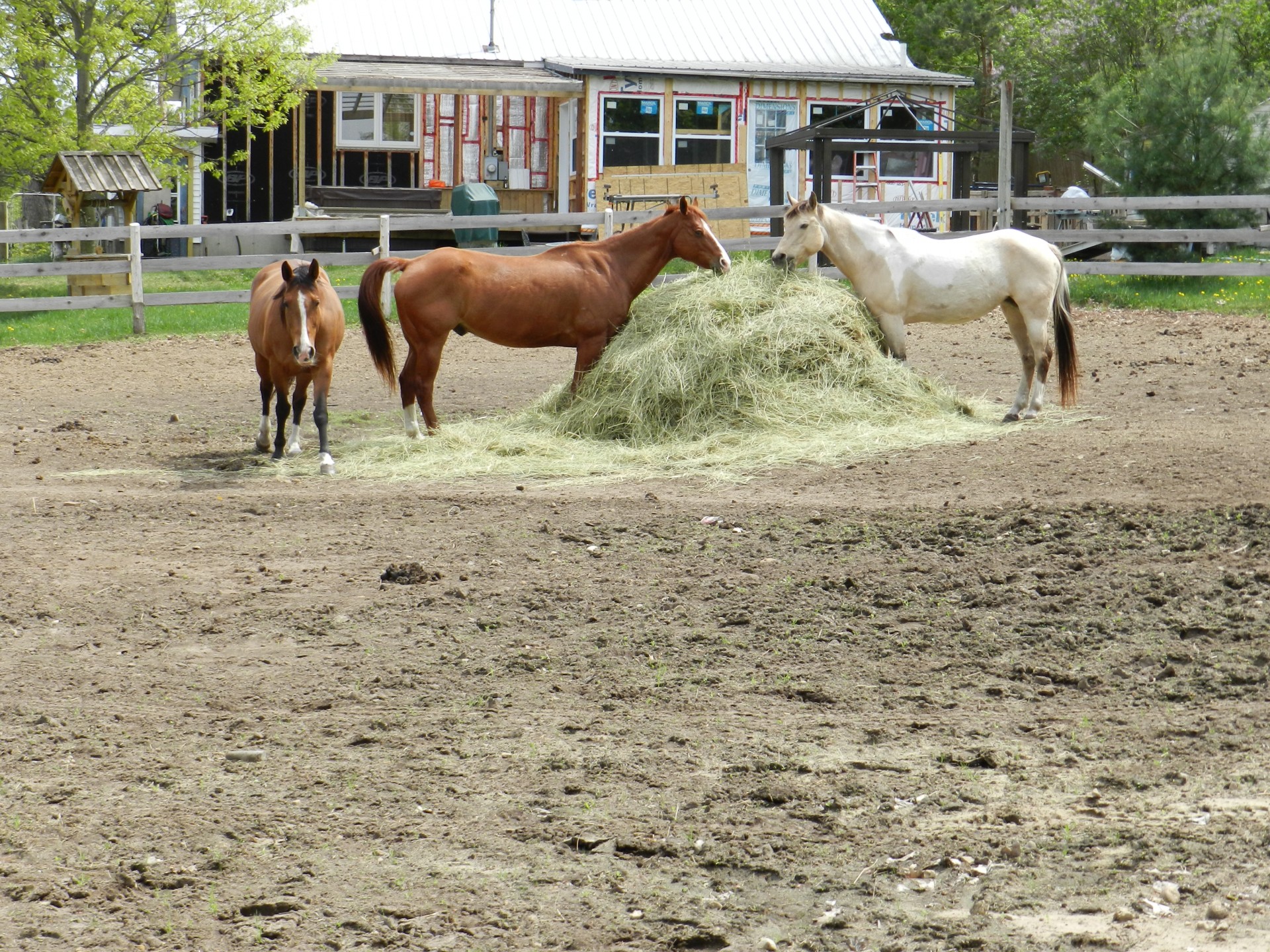 horse countryside paddock free photo