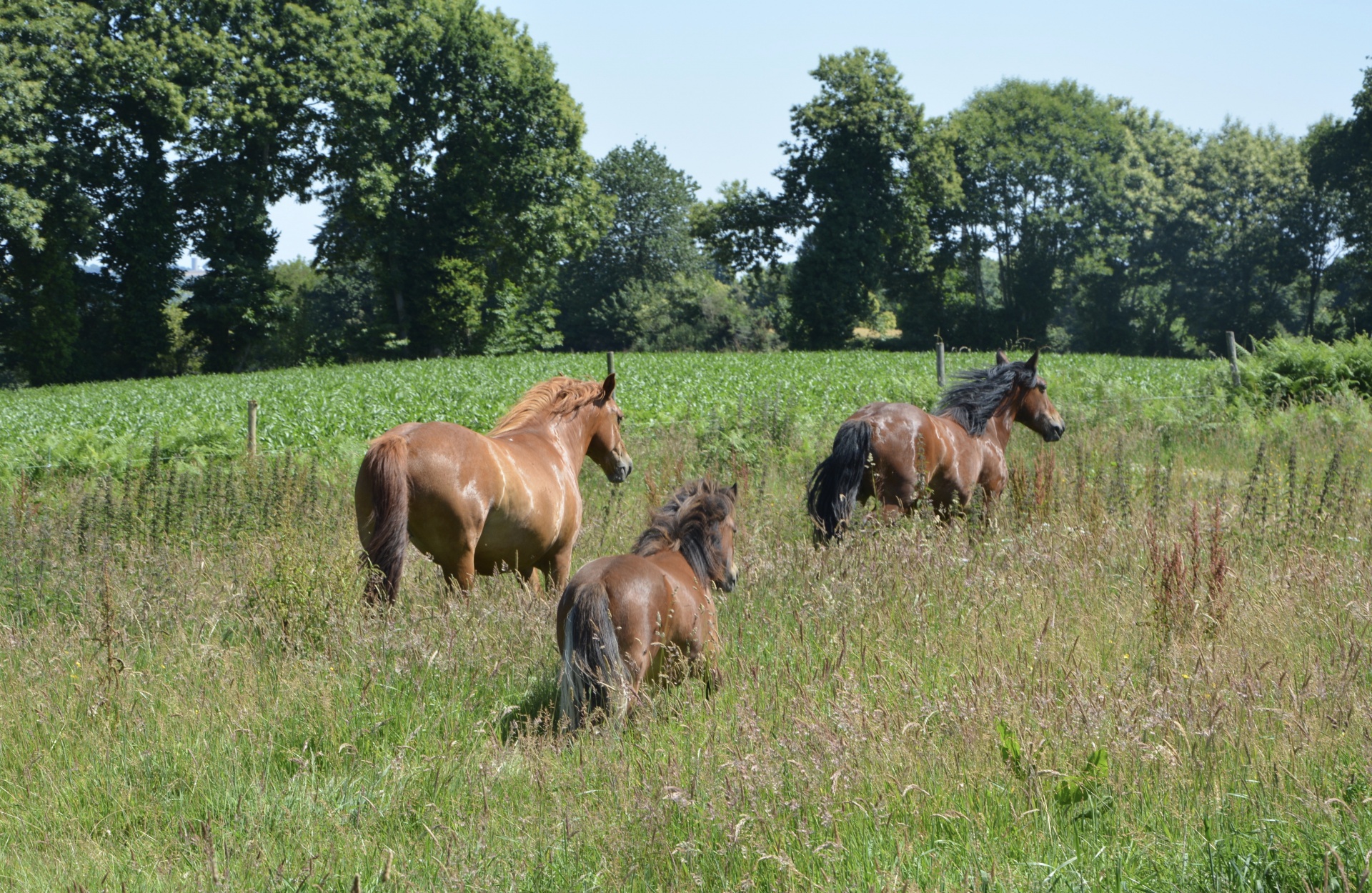 pony horses meadow running free photo