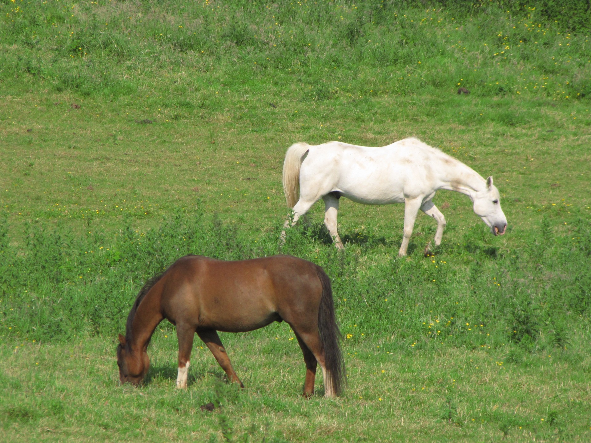 horse white mare free photo