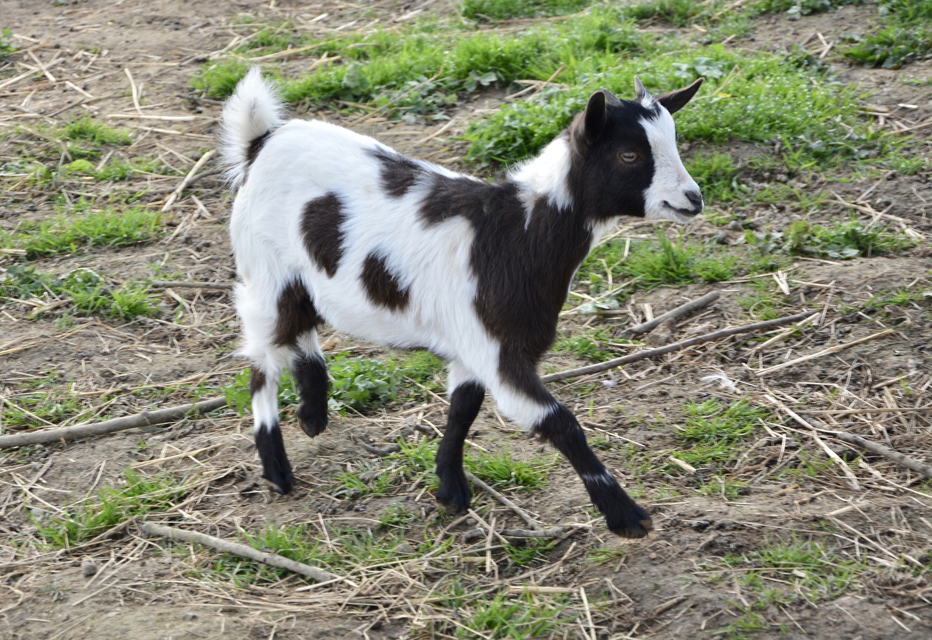 goat black white small free photo