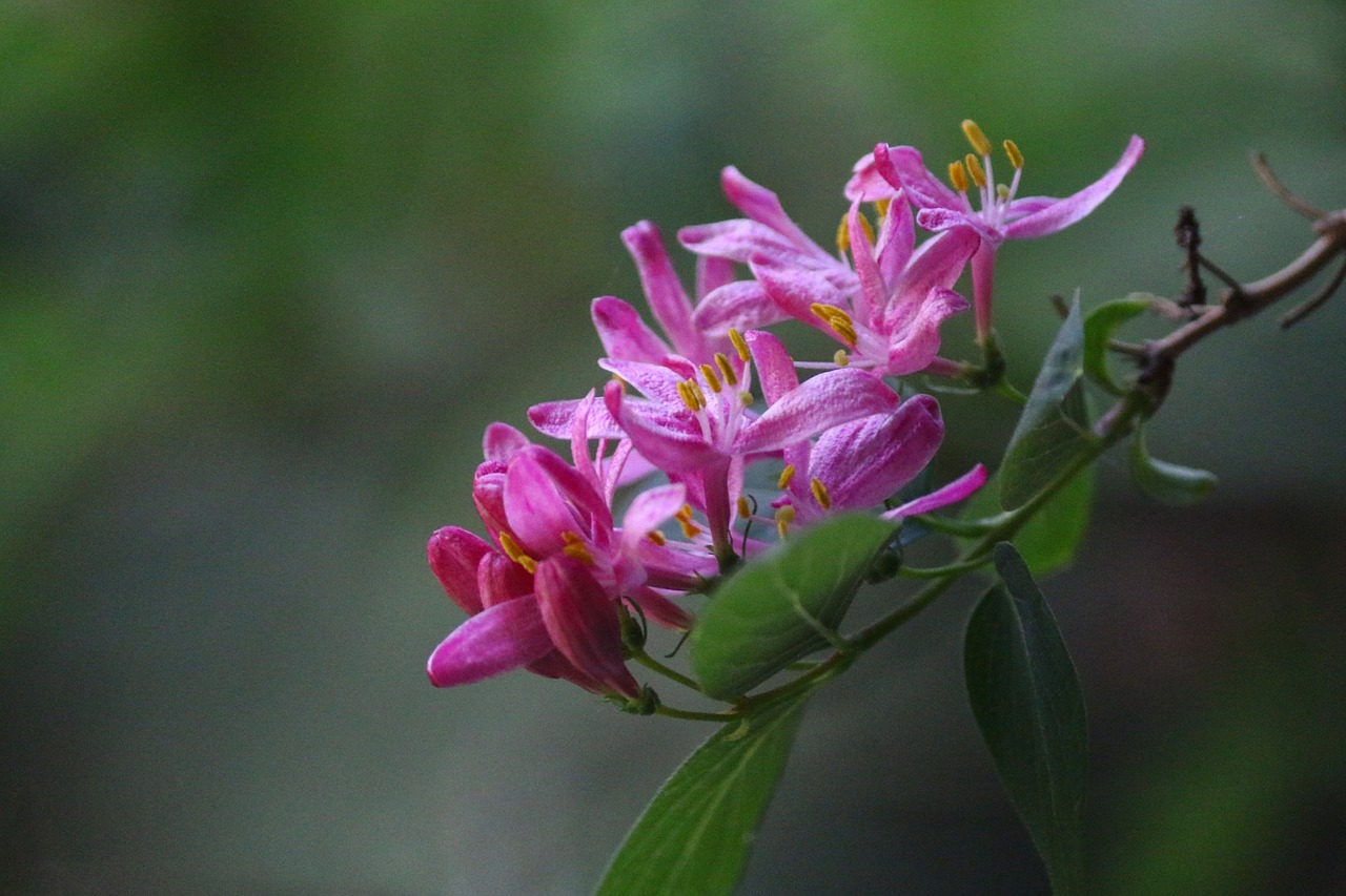 chevrefeuille flowers pink free photo