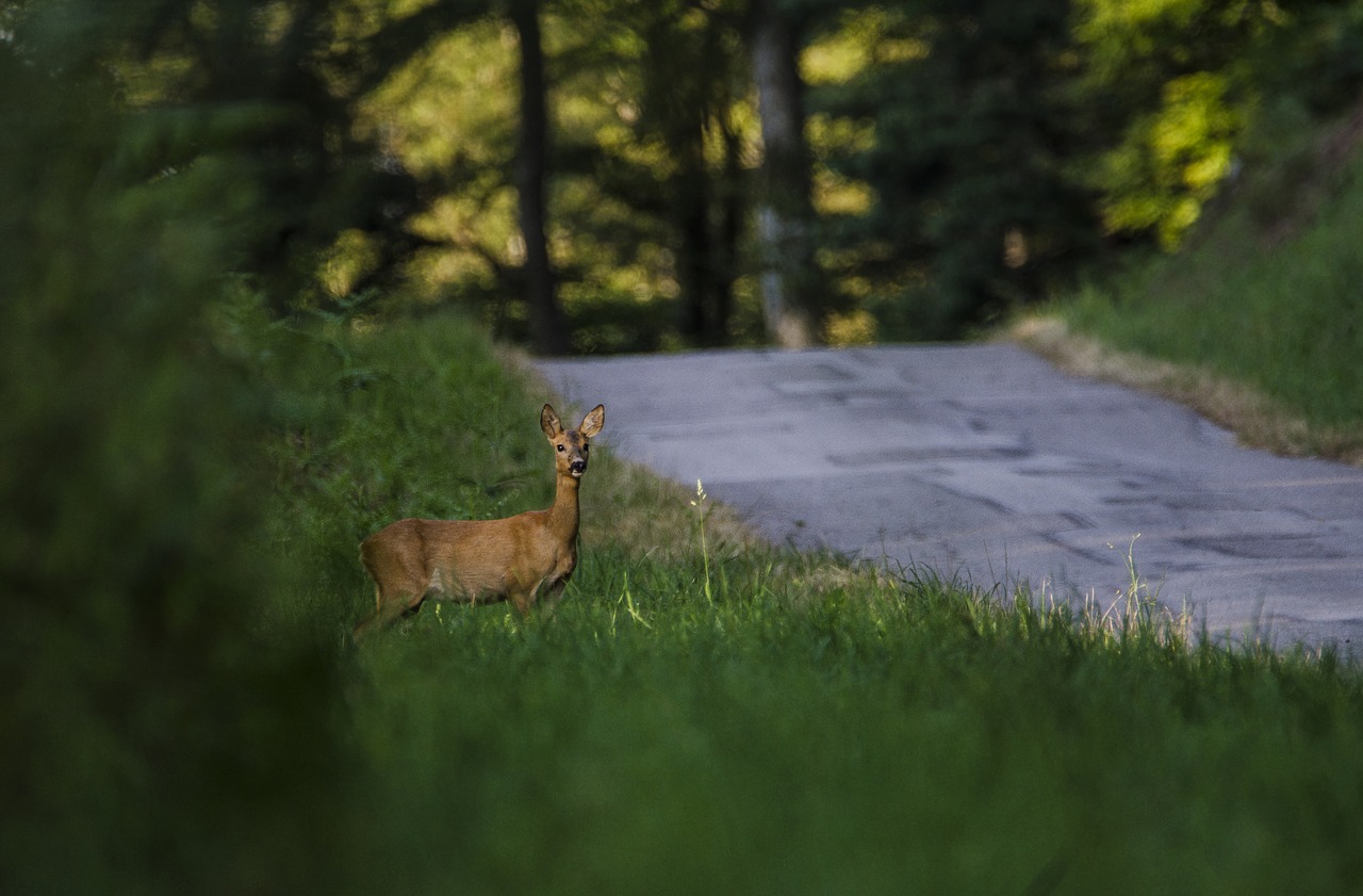 chevrette  nature  mammal free photo