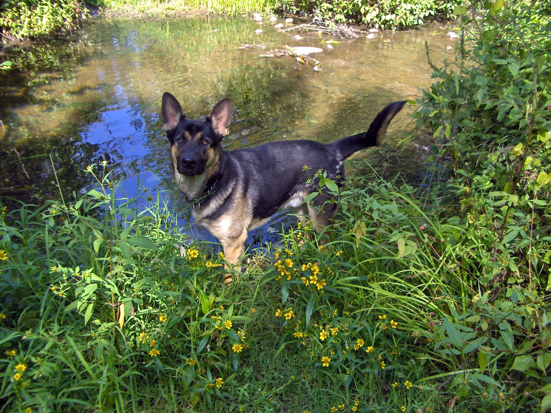 dog german shepherd chevy free photo