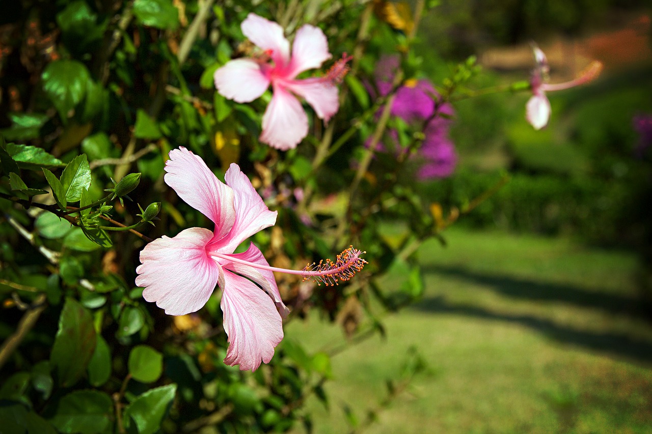 chiang rai thailand nature free photo