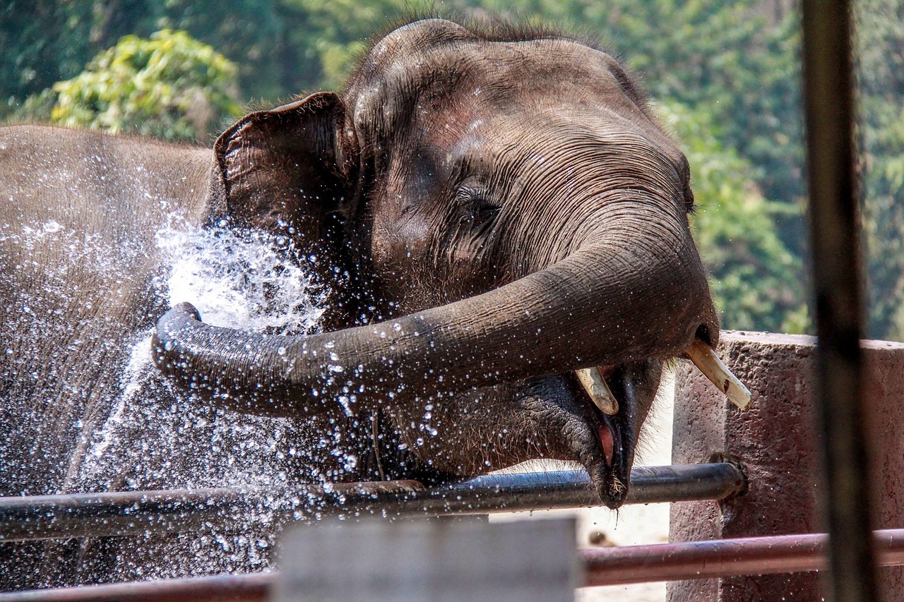chiangmai elephant thailand free photo