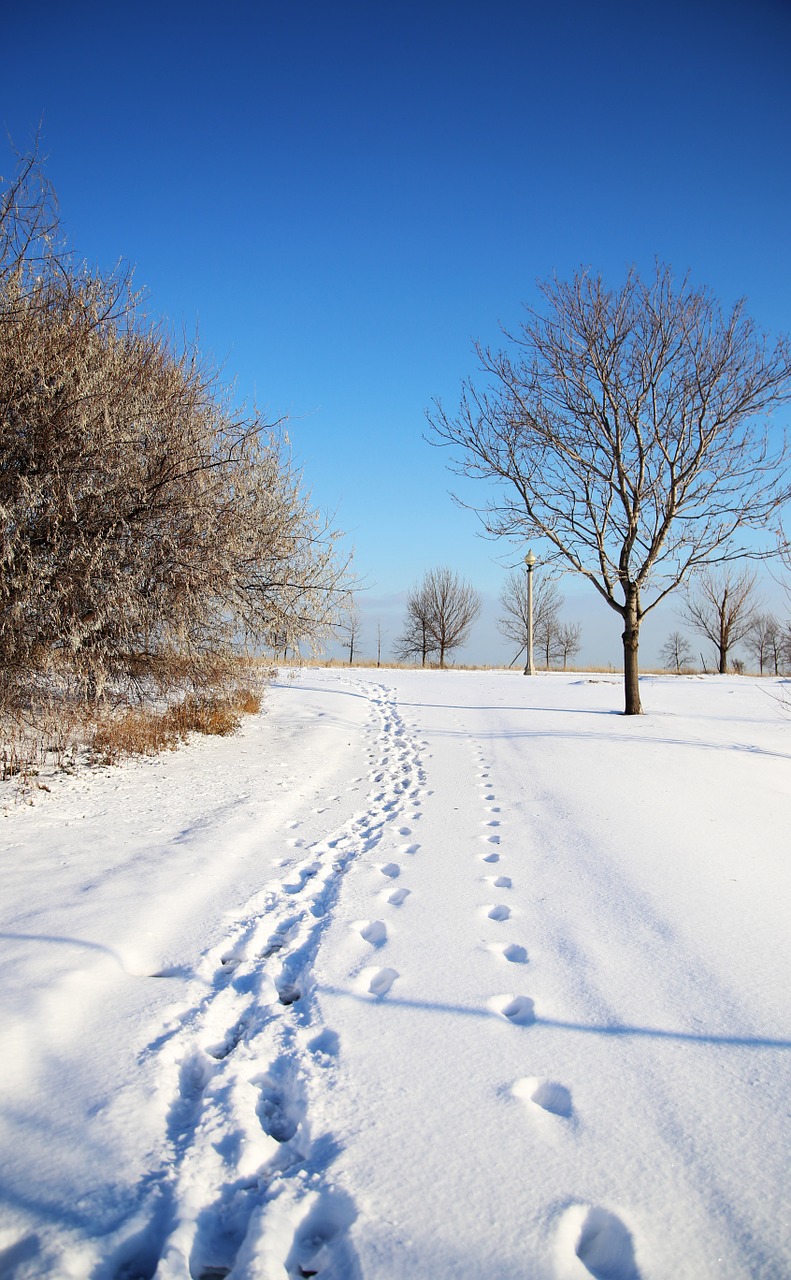 chicago winter snow free photo