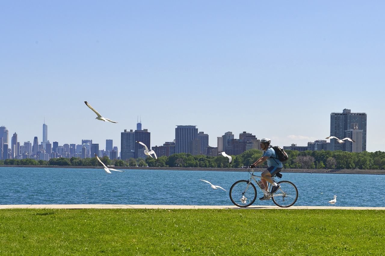 chicago lake michigan seagull free photo