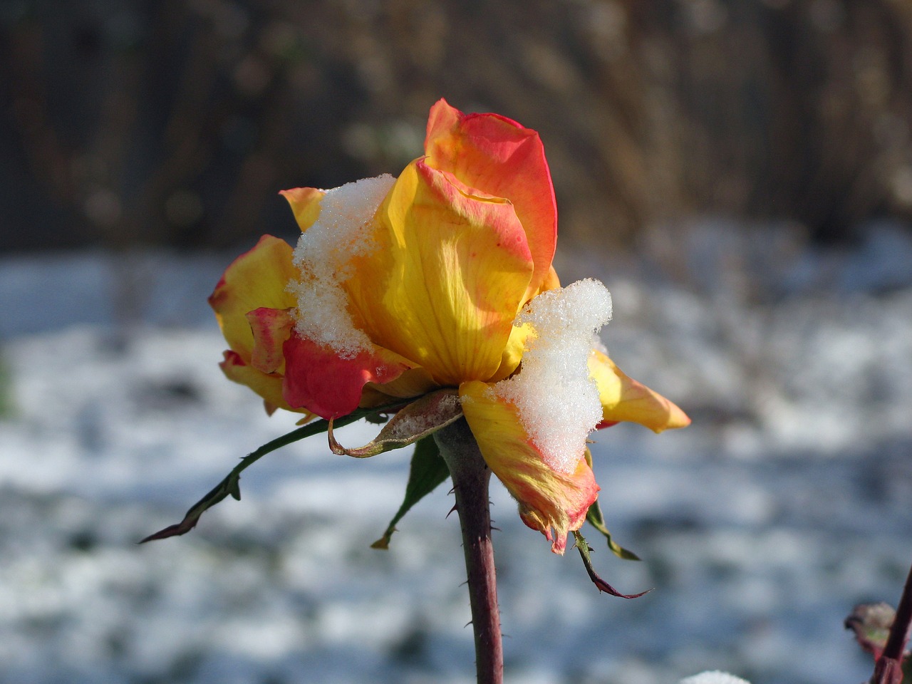 chicago peace tea rose early snow numb free photo