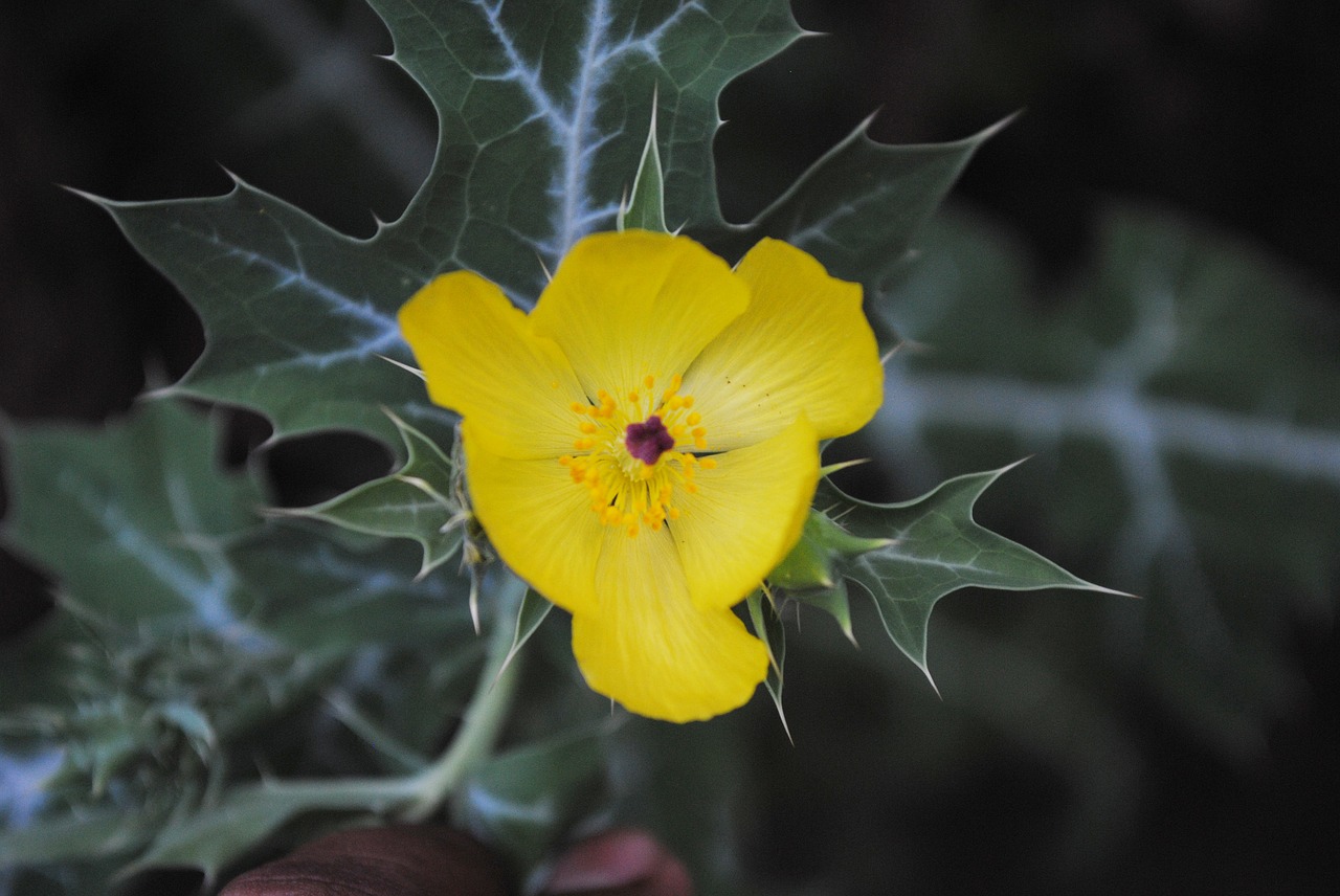 chicalote regional flowers wild free photo