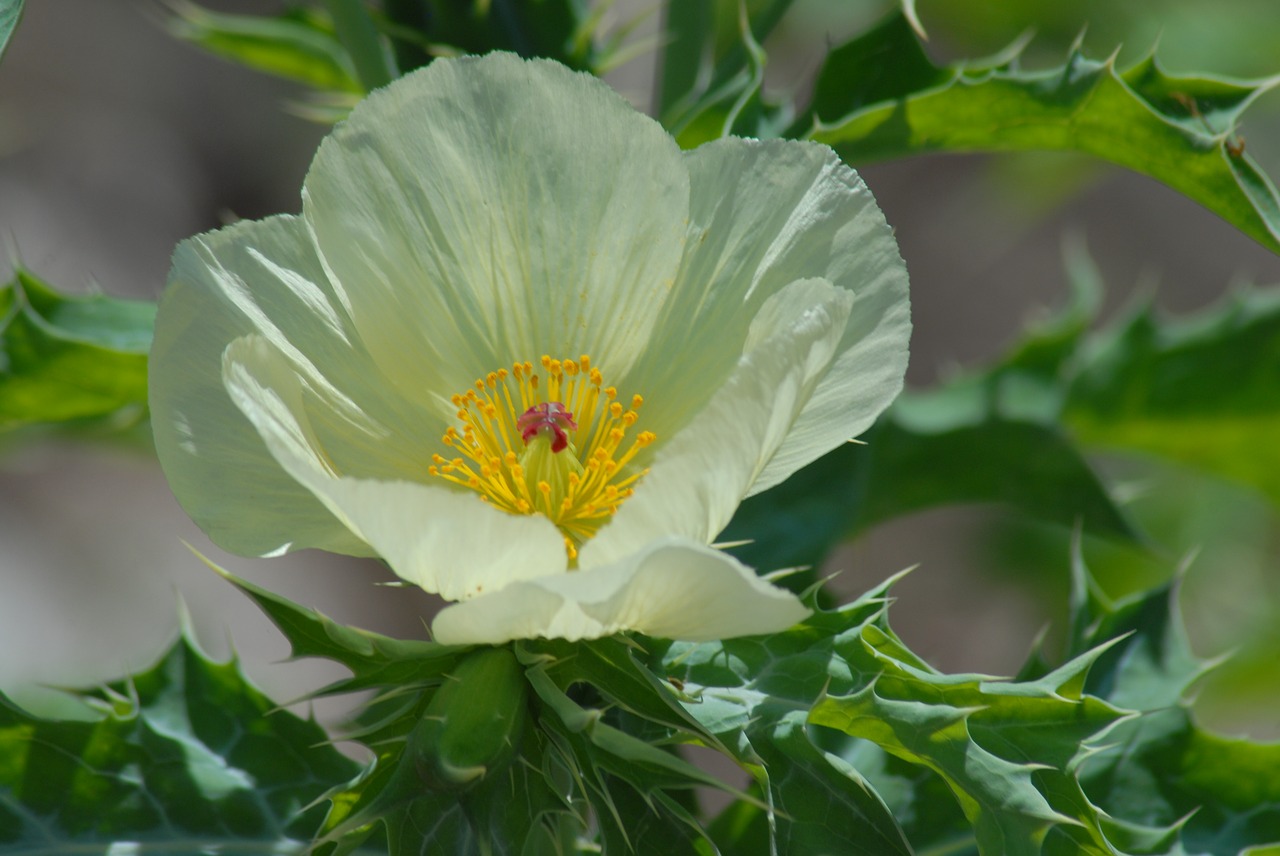 chicalote regional flowers wild free photo