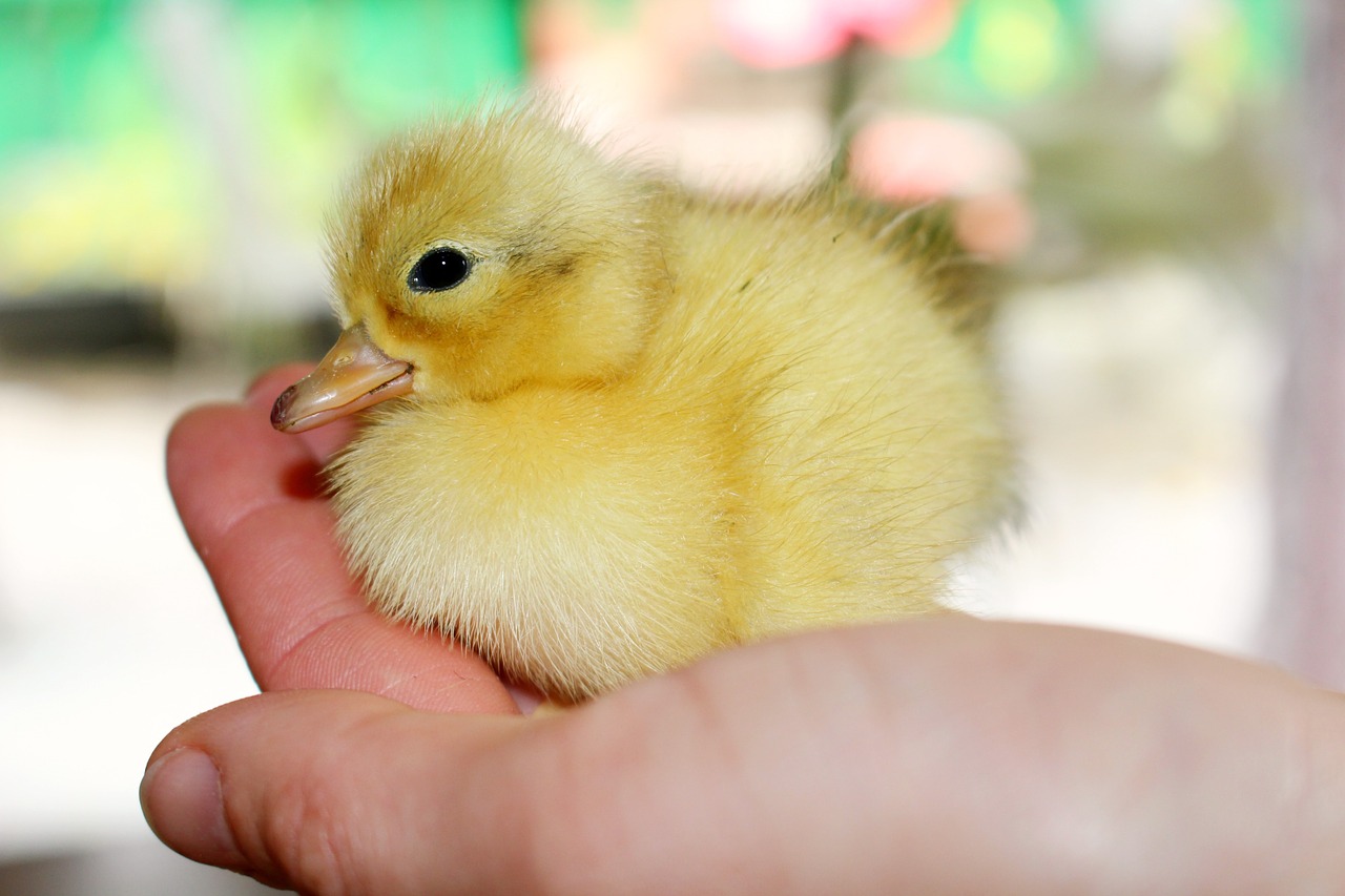 chick easter babies free photo