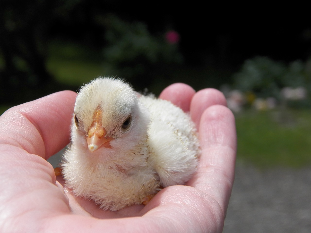 chick chicken agriculture free photo