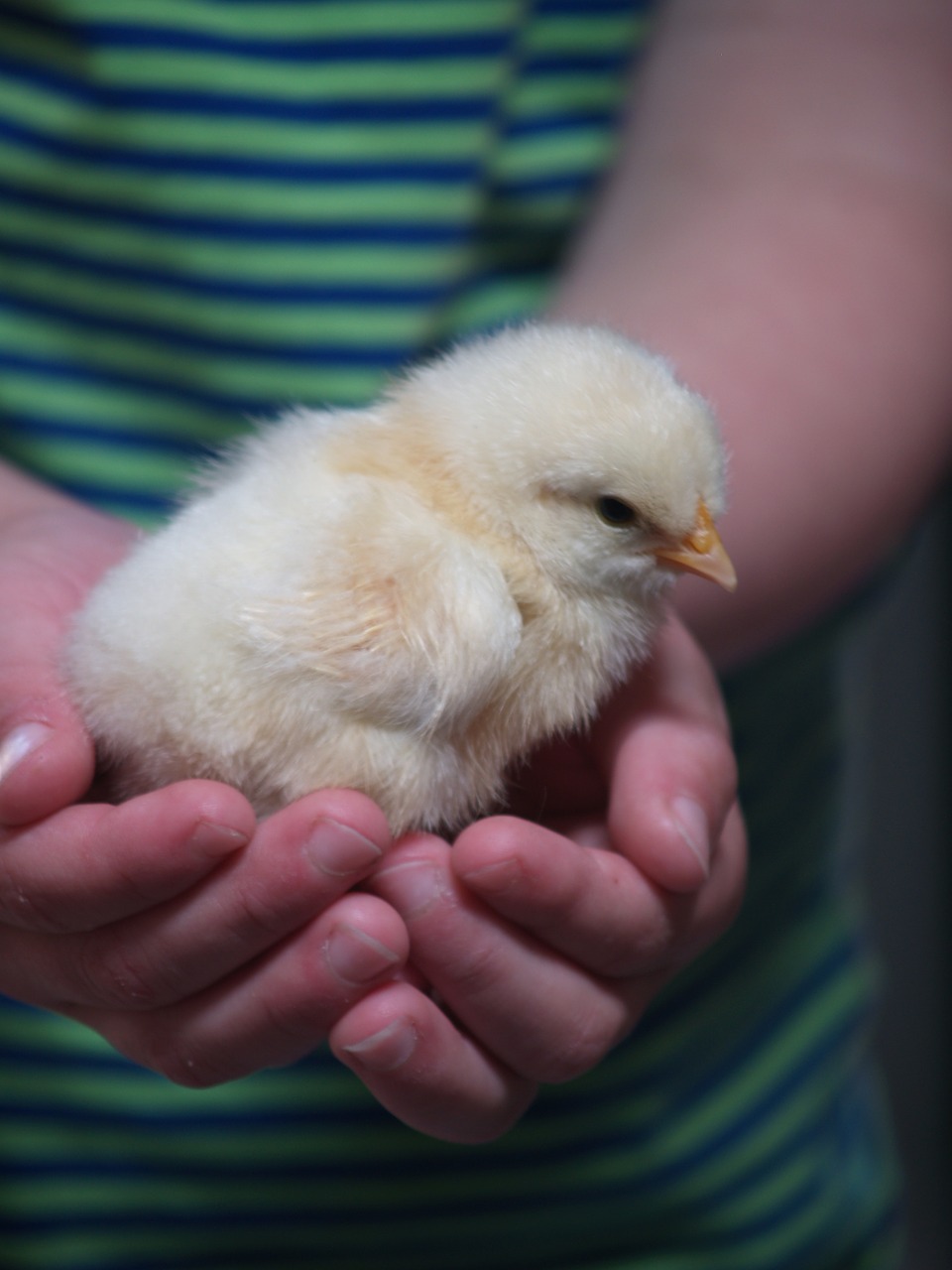 chick hands love free photo