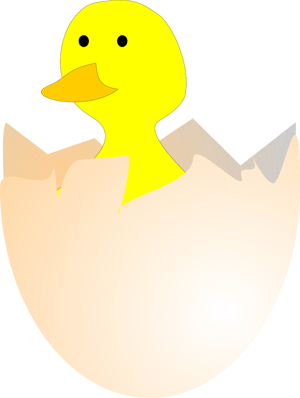 chick hatching egg free photo